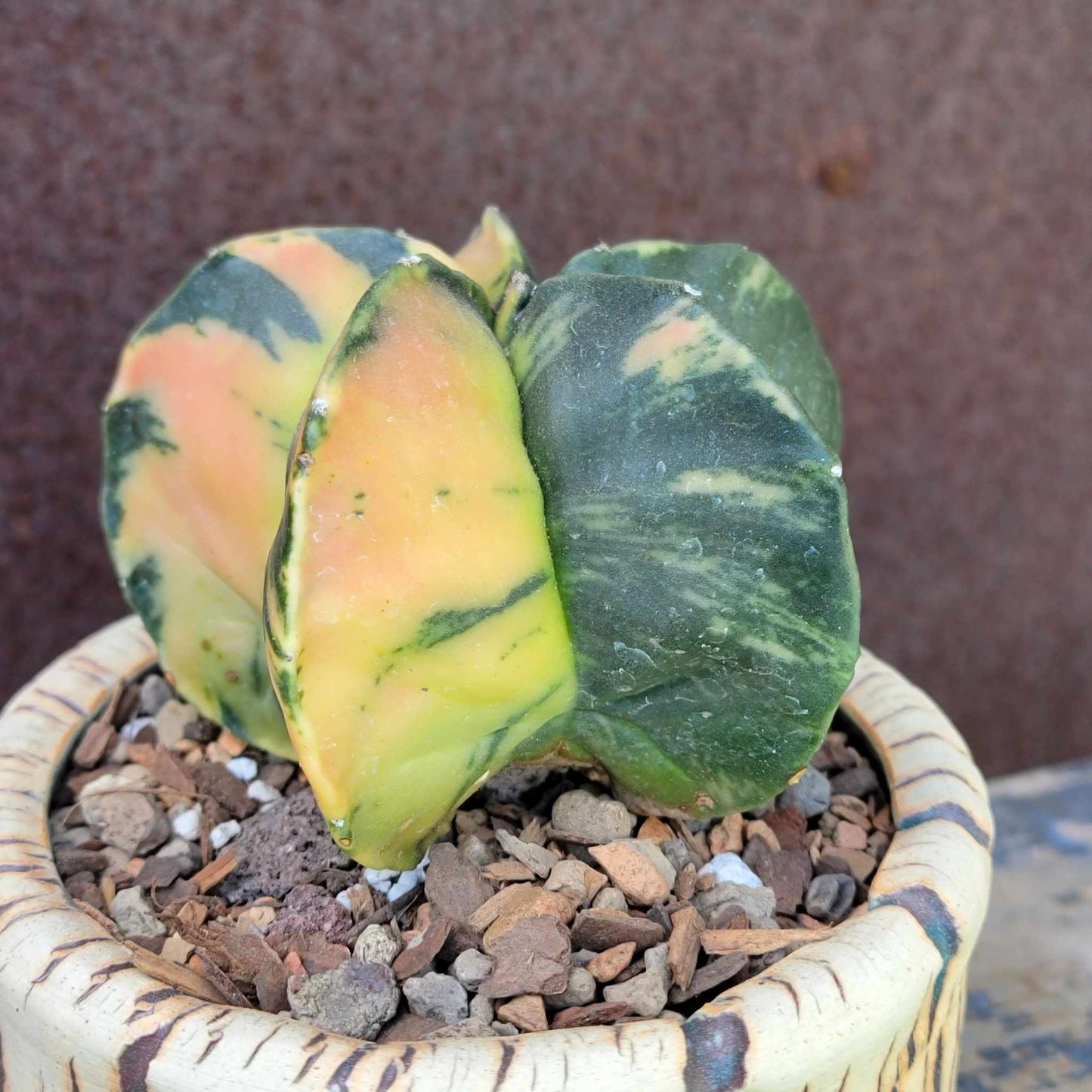 Astrophytum myriostigma v nudum f. variegata