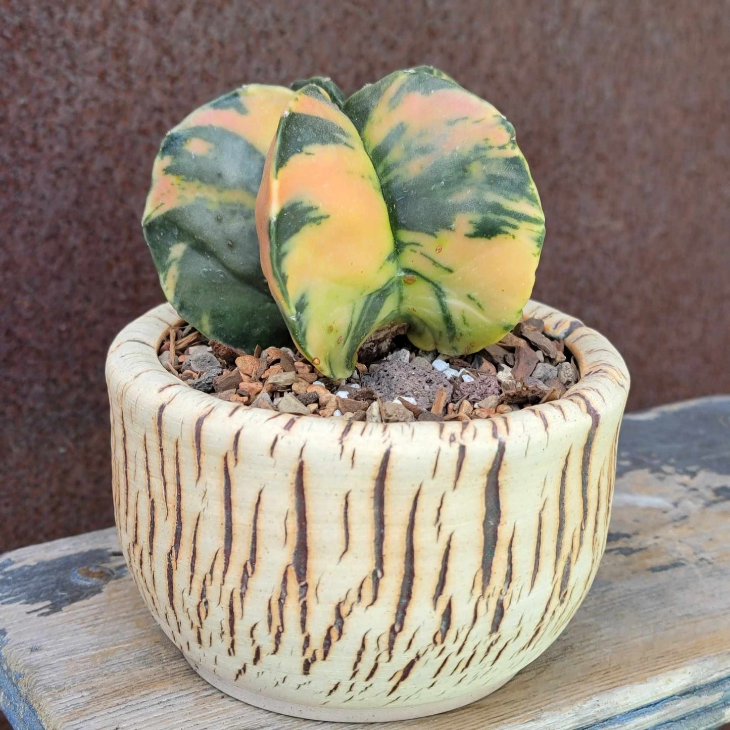 Astrophytum myriostigma v nudum f. variegata