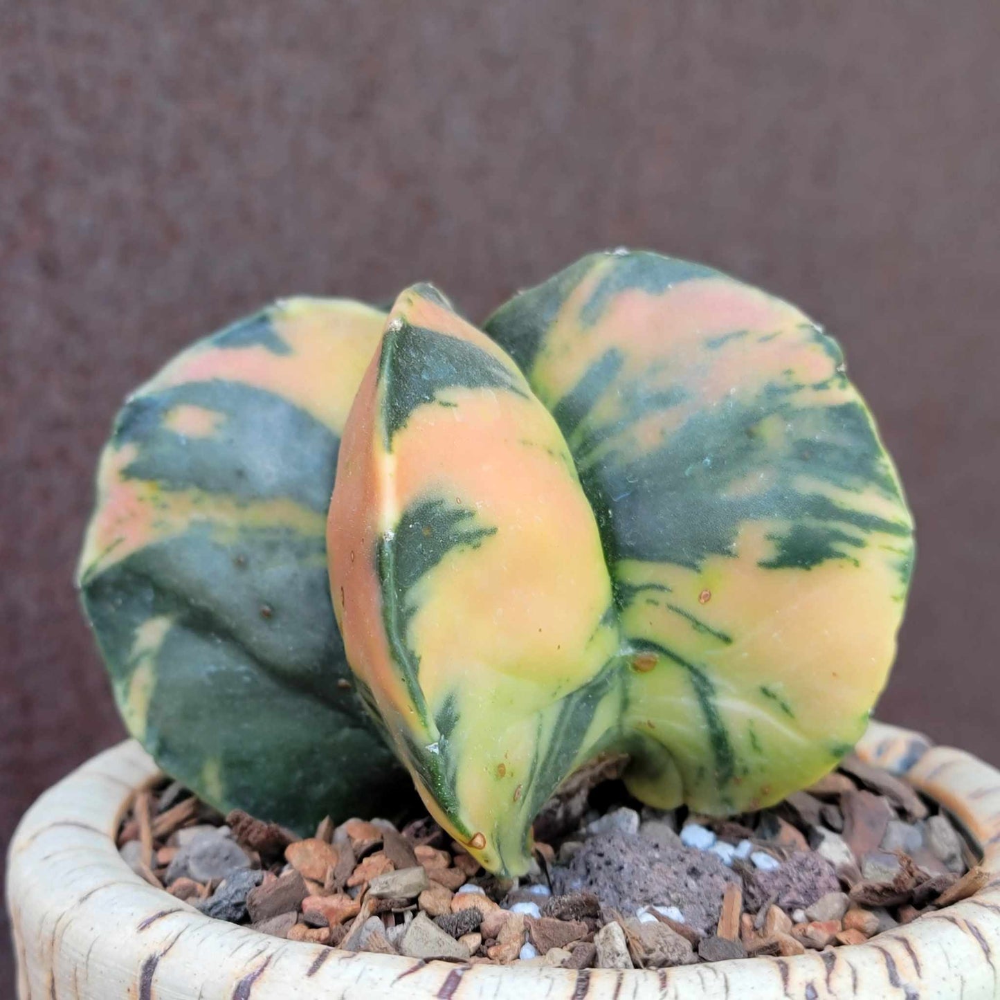 Astrophytum myriostigma v nudum f. variegata