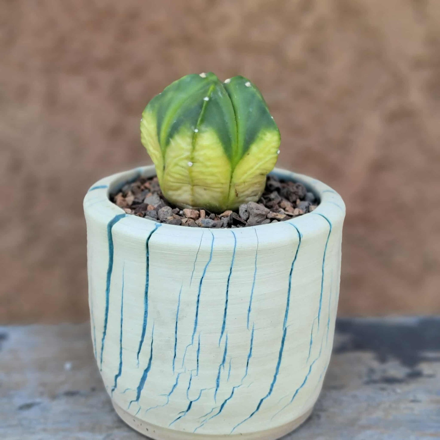 Astrophytum myriostigma f. variegata