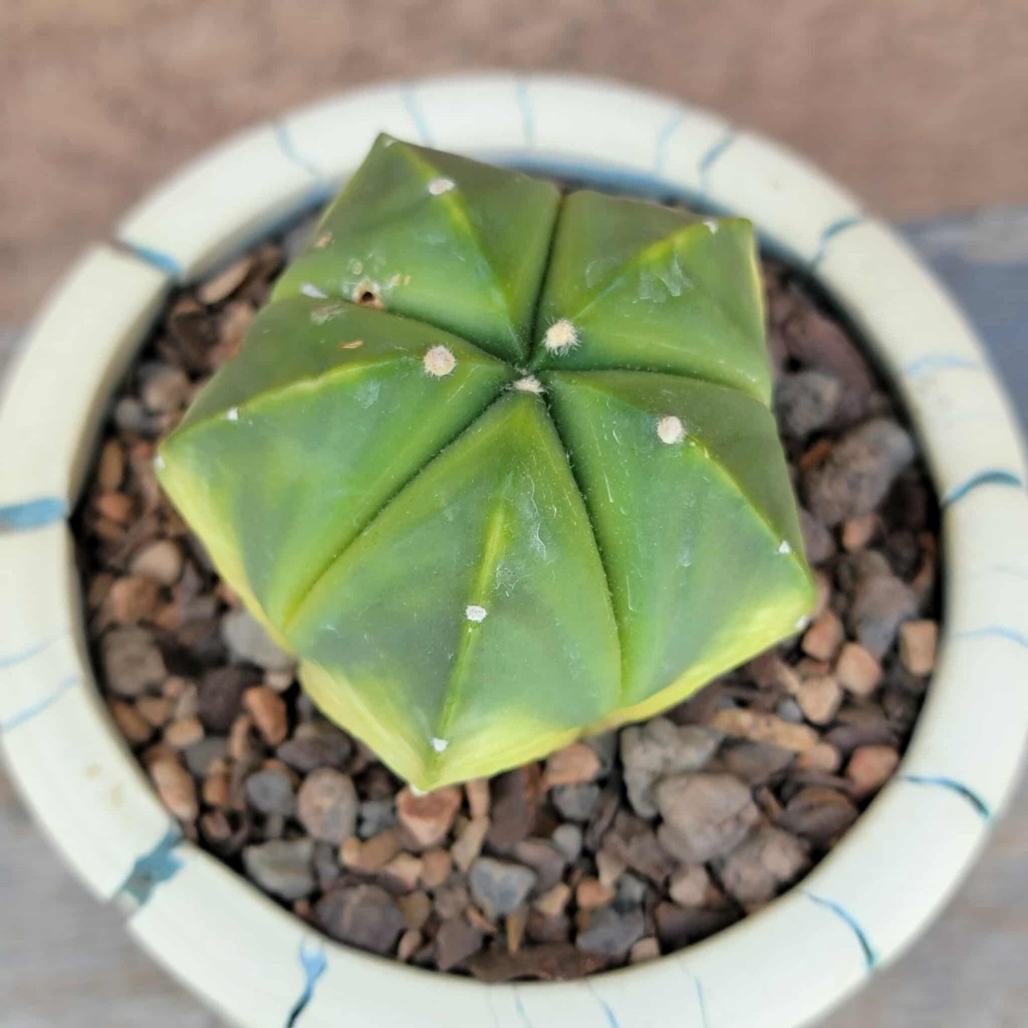 Astrophytum myriostigma f. variegata