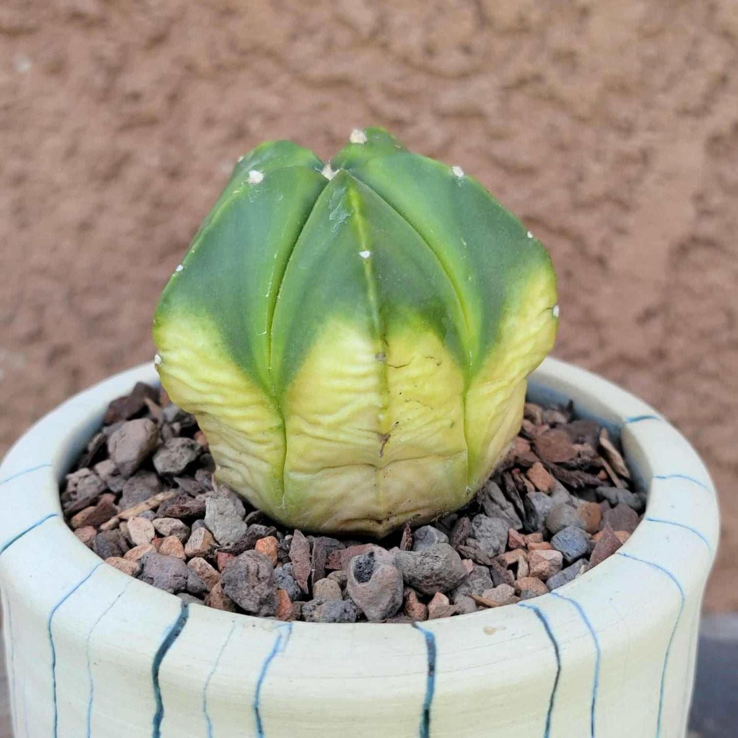 Astrophytum myriostigma f. variegata