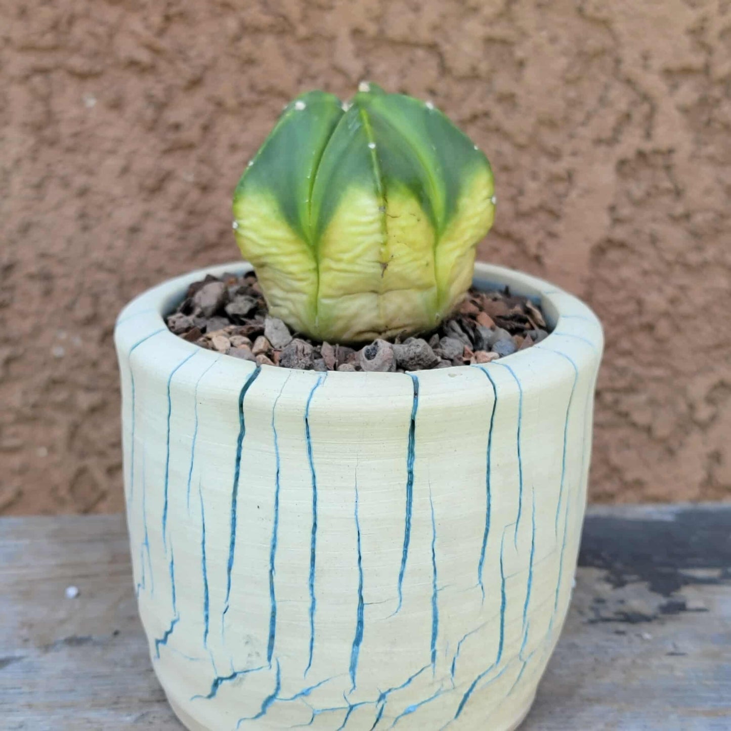 Astrophytum myriostigma f. variegata