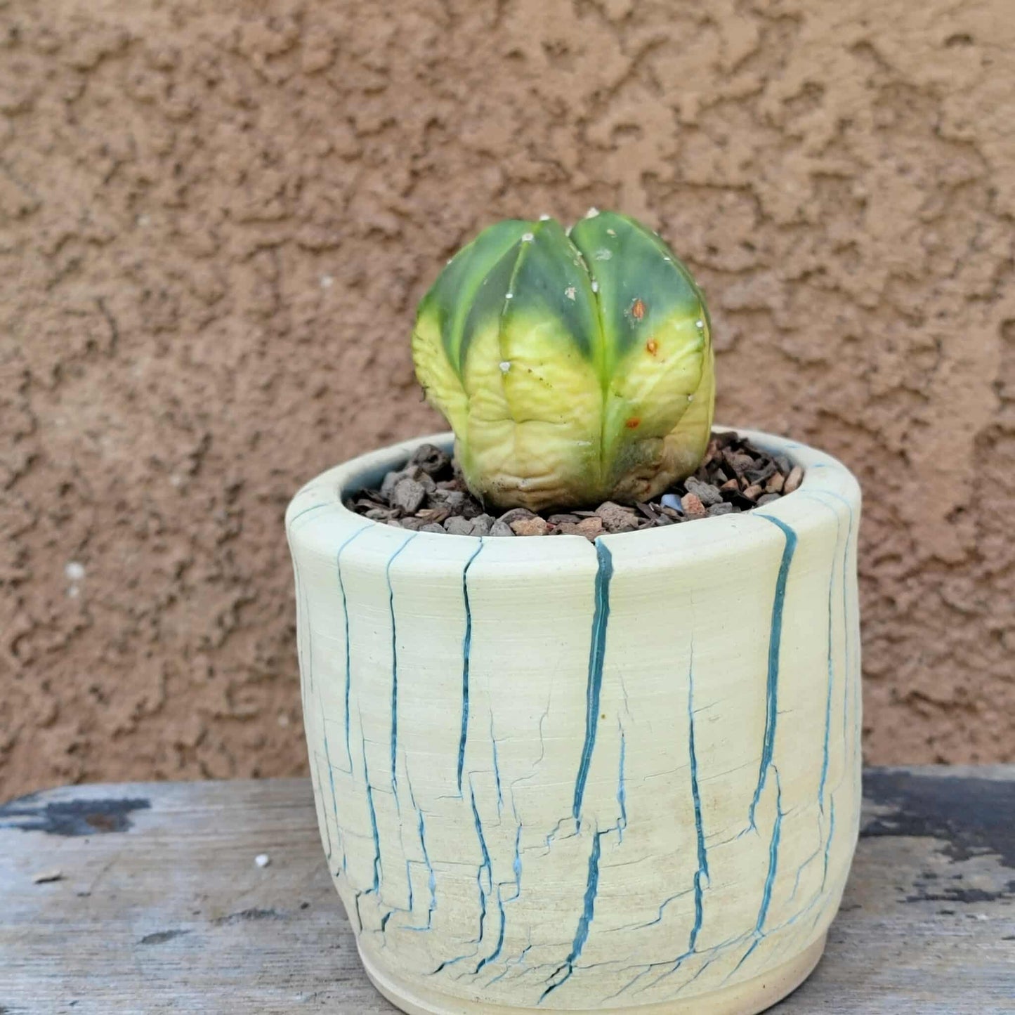 Astrophytum myriostigma f. variegata