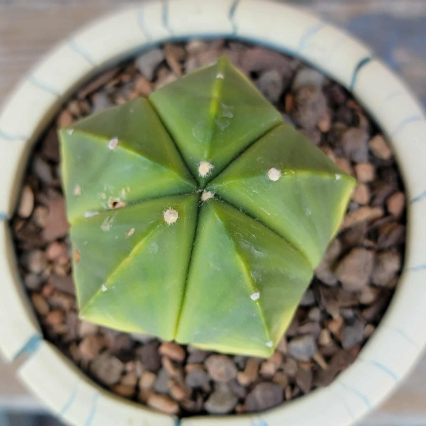 Astrophytum myriostigma f. variegata
