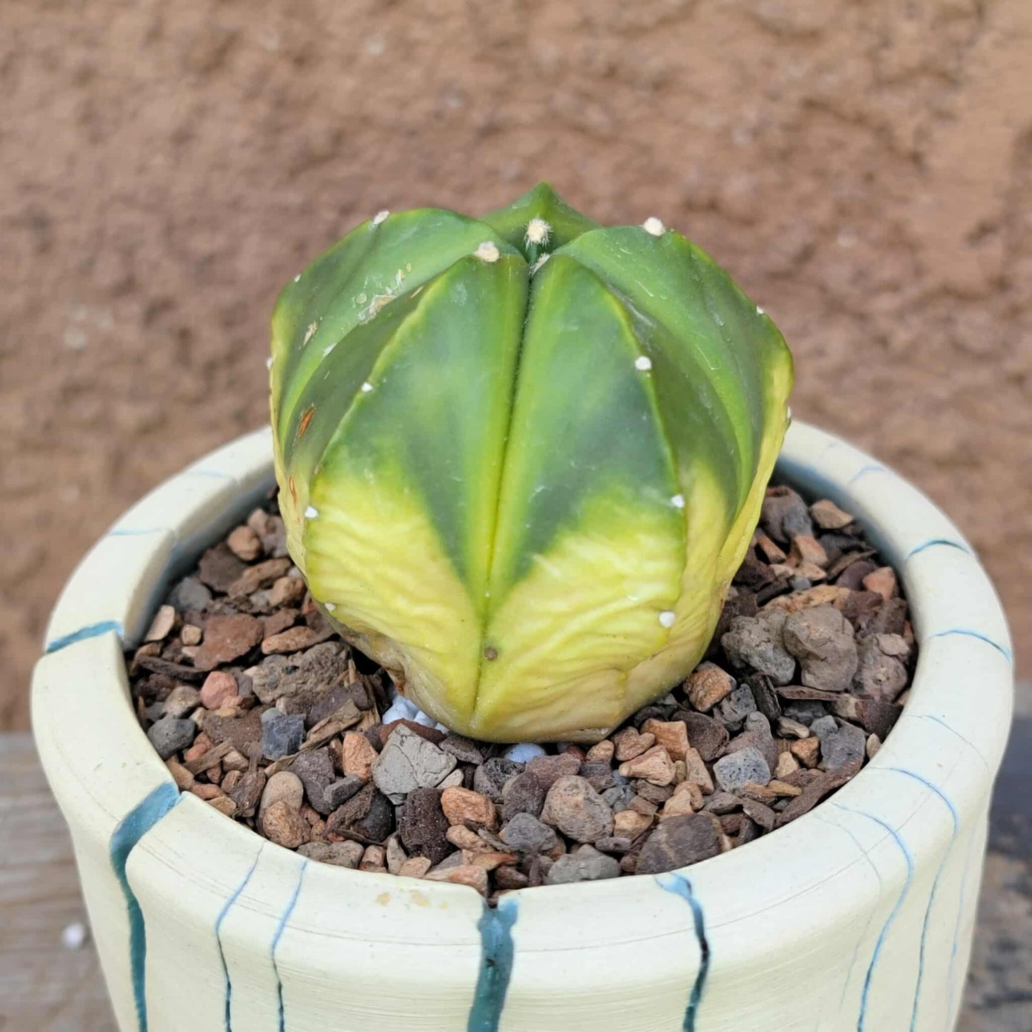 Astrophytum myriostigma f. variegata