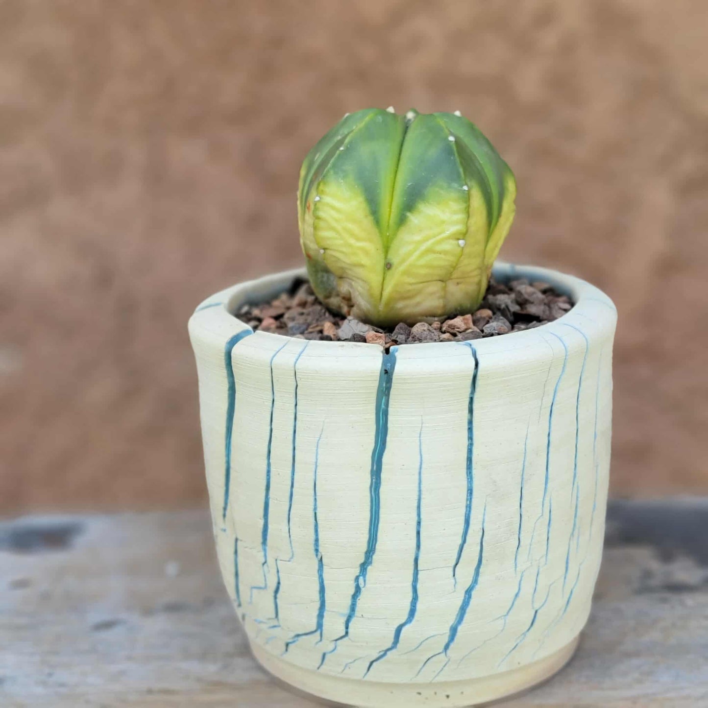 Astrophytum myriostigma f. variegata