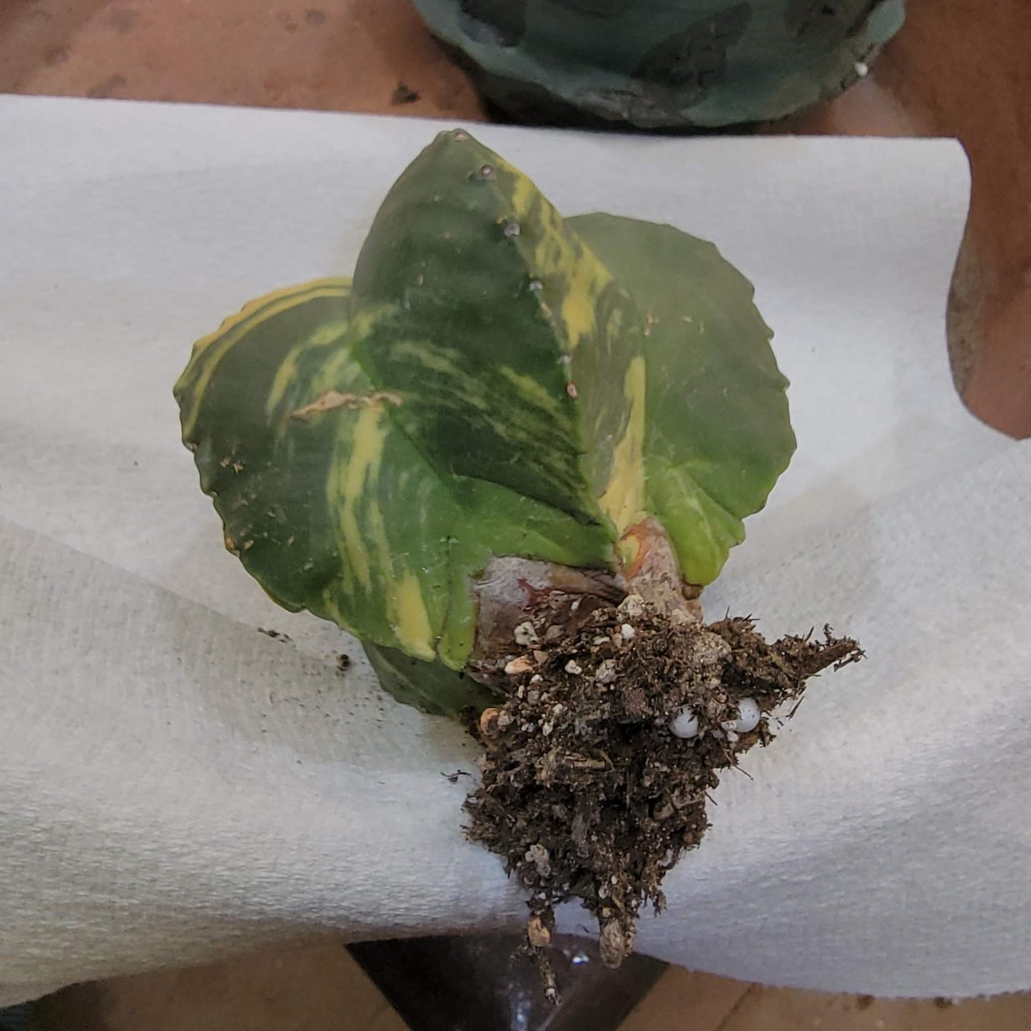 Astrophytum myriostigma v nudum f. variegata - Variegated Bishop's Cap - Big!