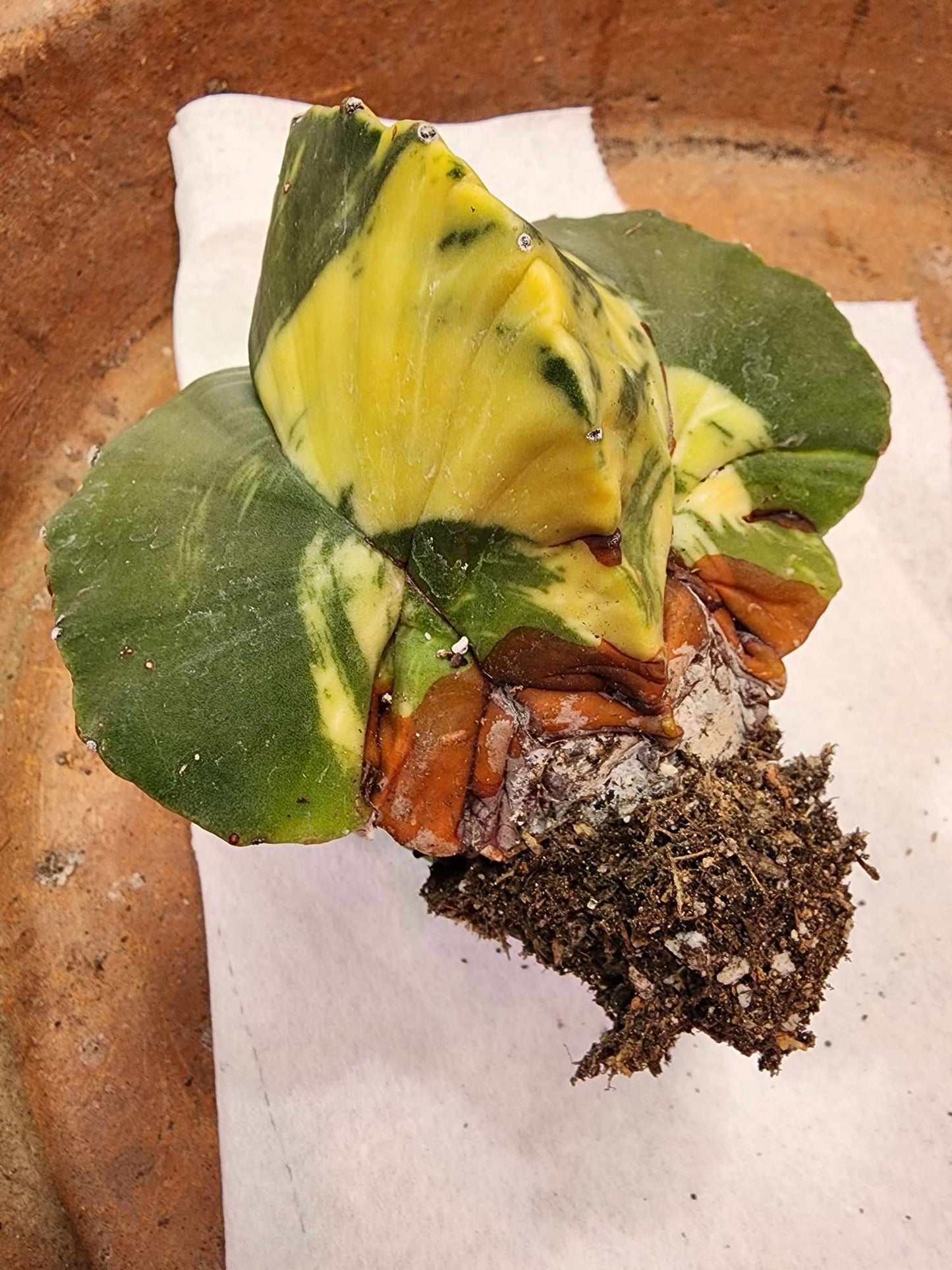 Astrophytum myriostigma v nudum f. variegata - Variegated Bishop's Cap