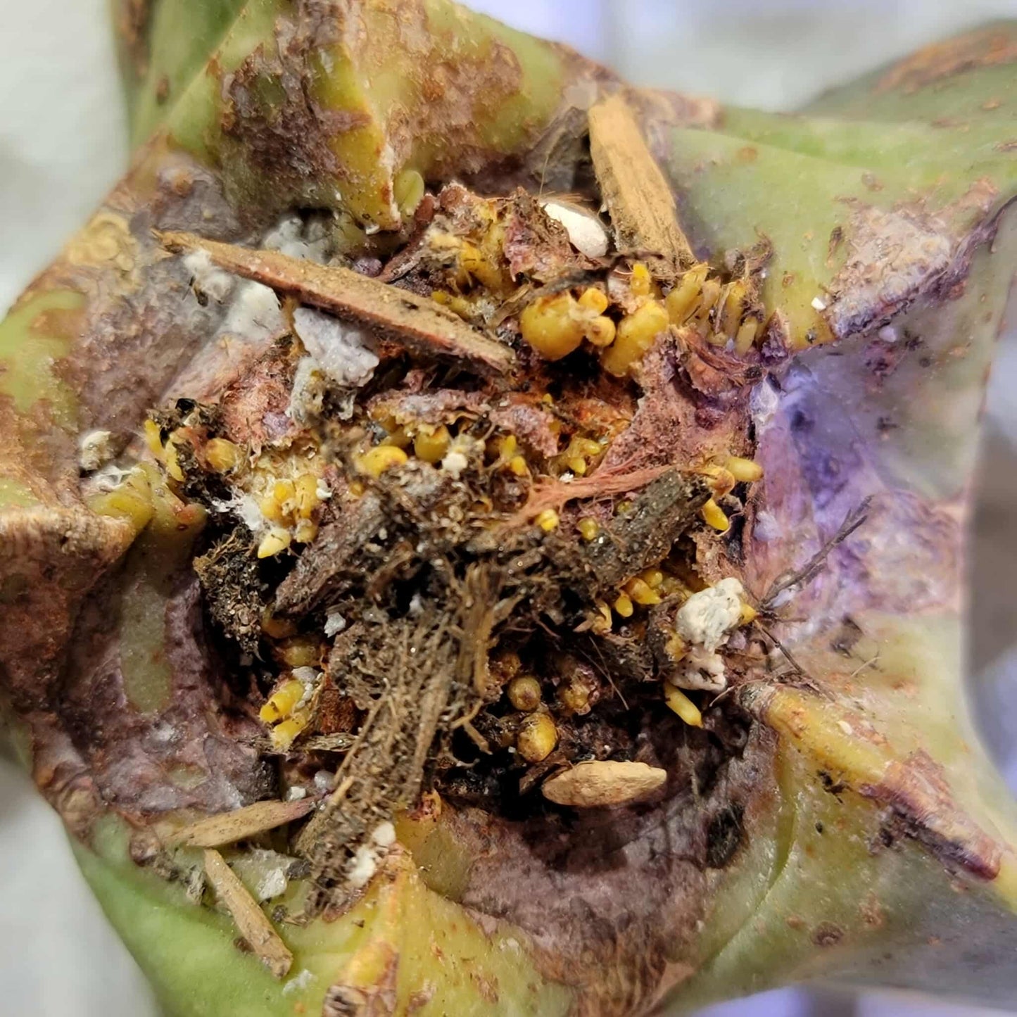 Astrophytum myriostigma v nudum f. variegata