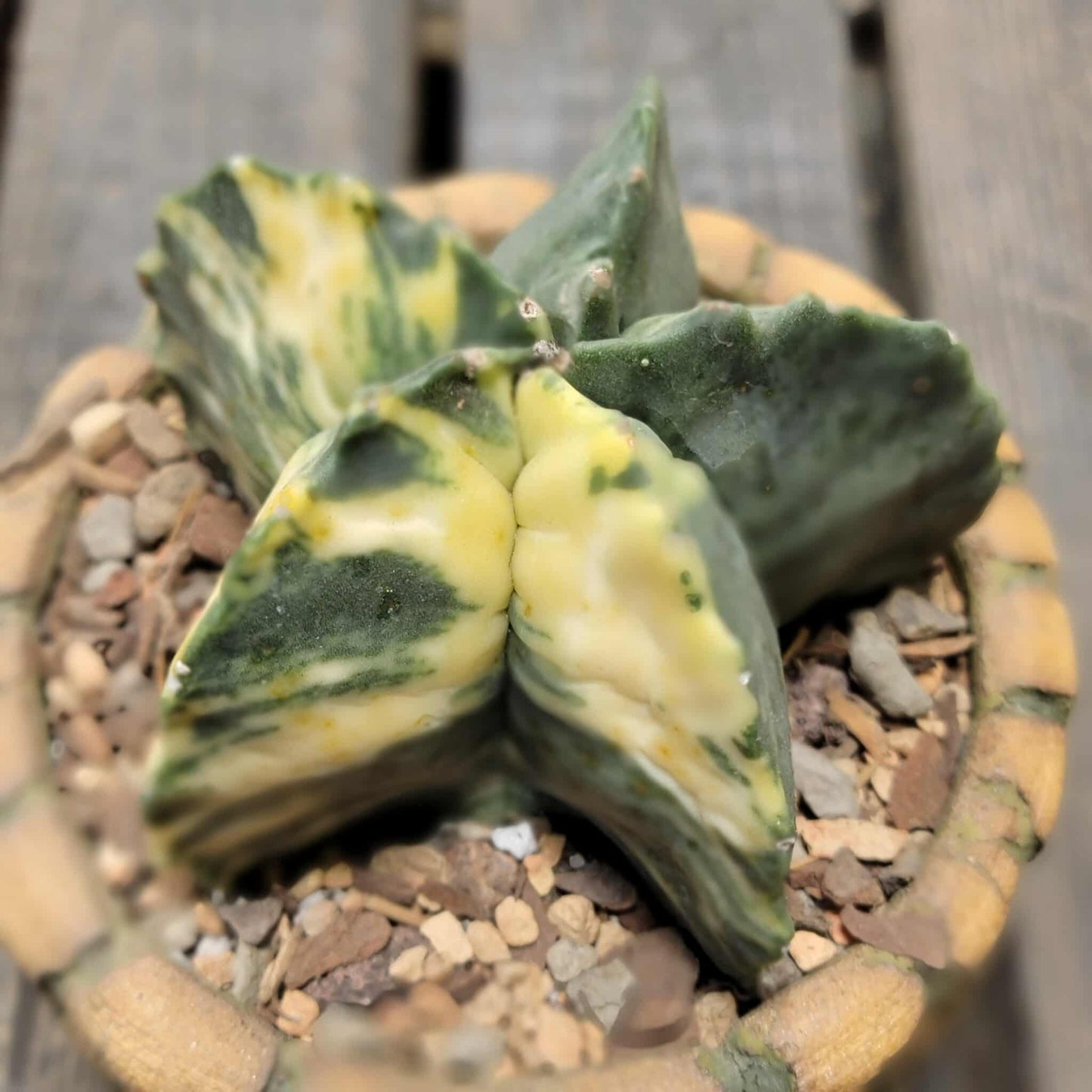 Astrophytum myriostigma v nudum f. variegata