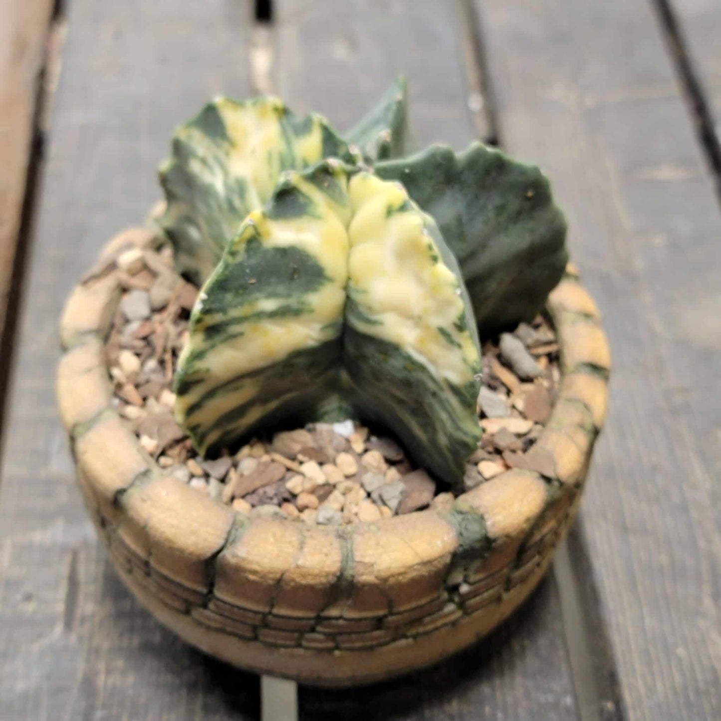 Astrophytum myriostigma v nudum f. variegata
