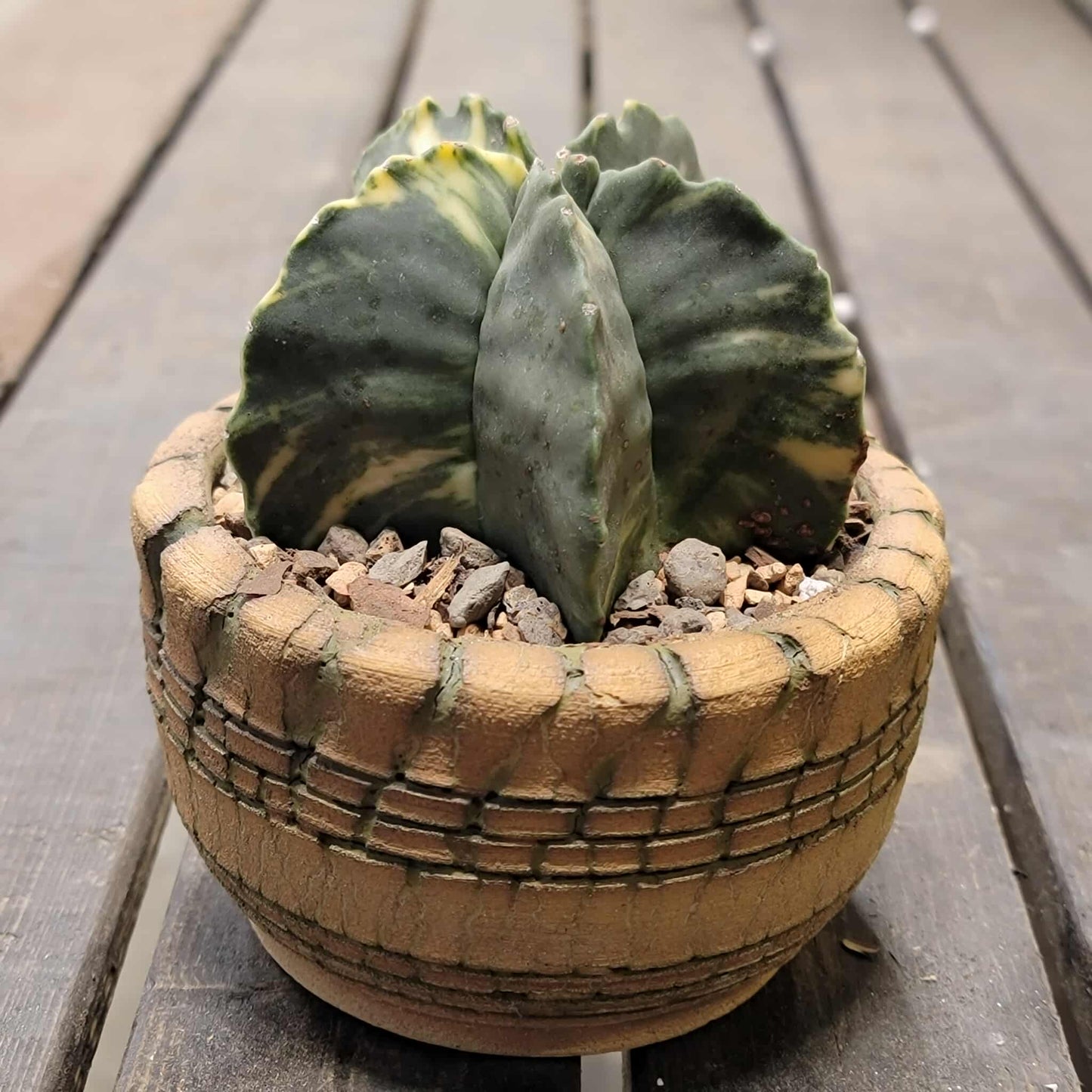 Astrophytum myriostigma v nudum f. variegata