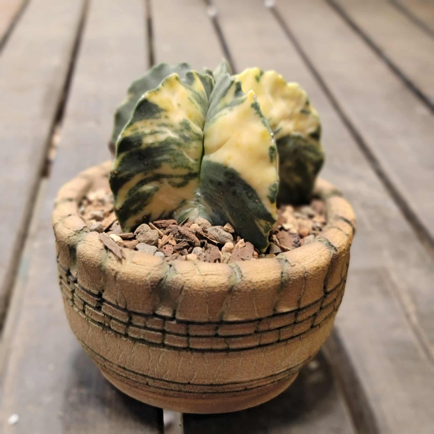 Astrophytum myriostigma v nudum f. variegata