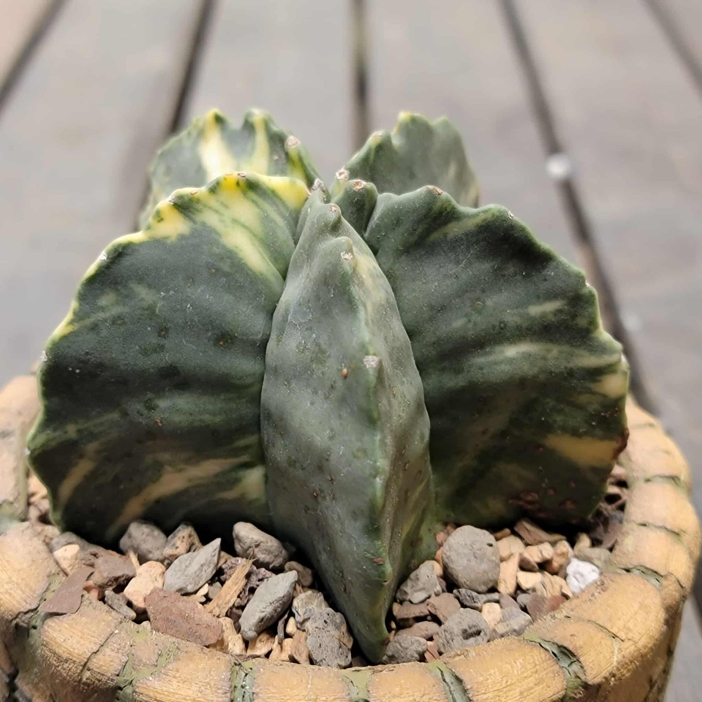 Astrophytum myriostigma v nudum f. variegata