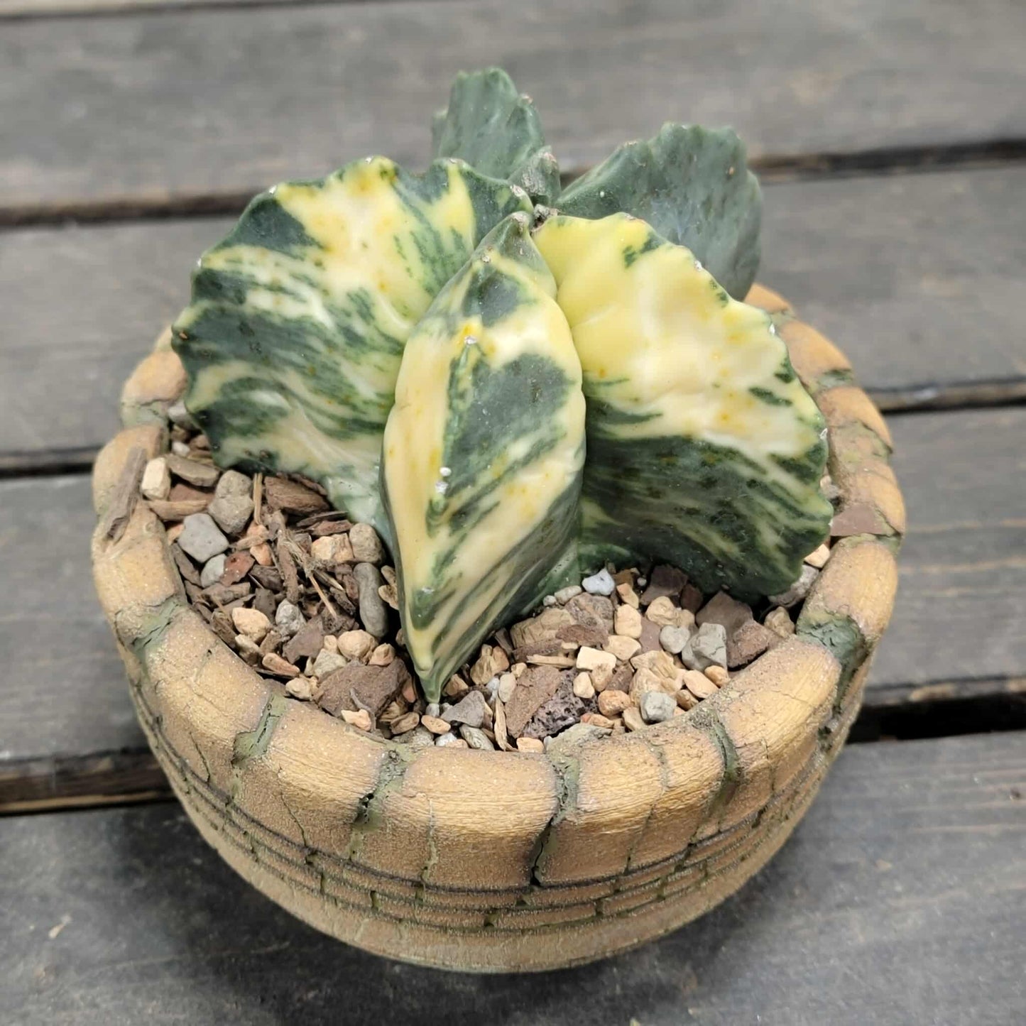Astrophytum myriostigma v nudum f. variegata