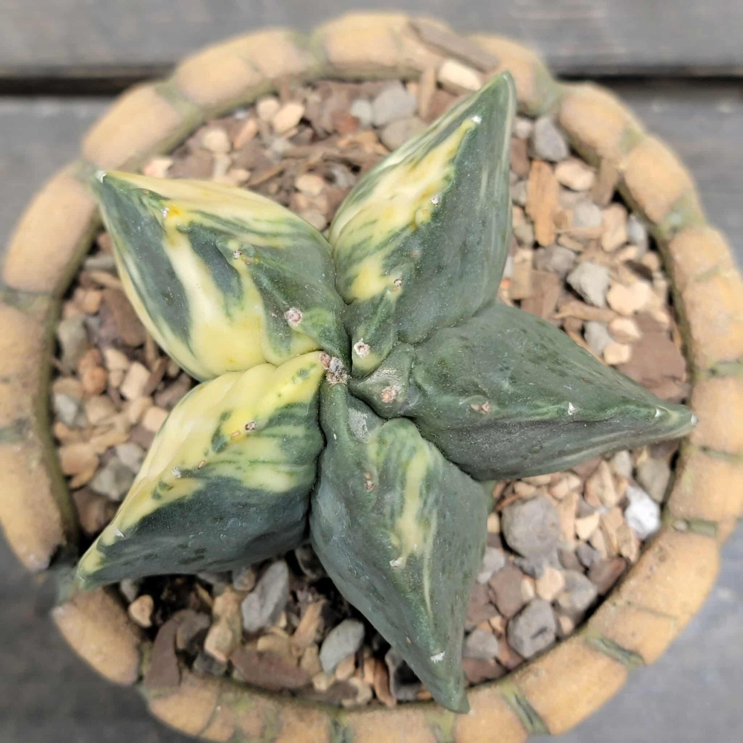 Astrophytum myriostigma v nudum f. variegata