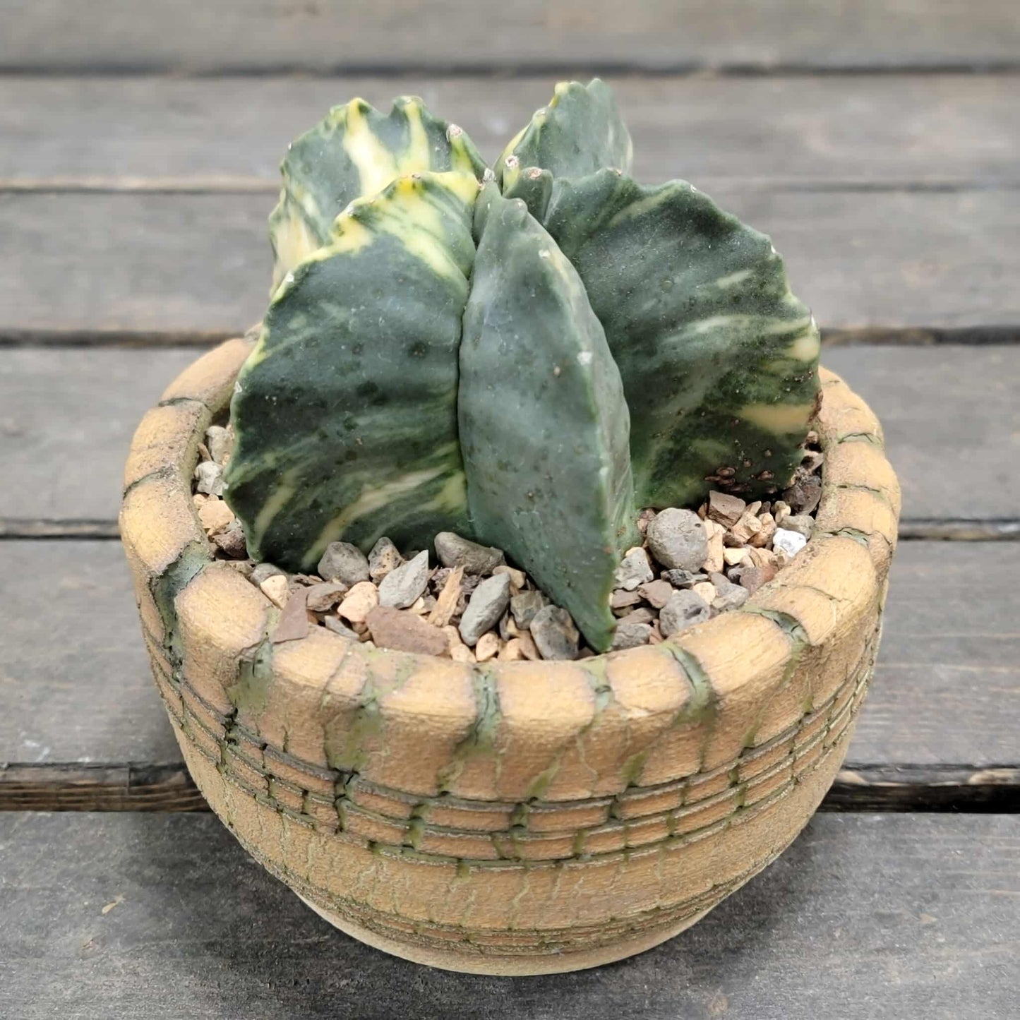 Astrophytum myriostigma v nudum f. variegata