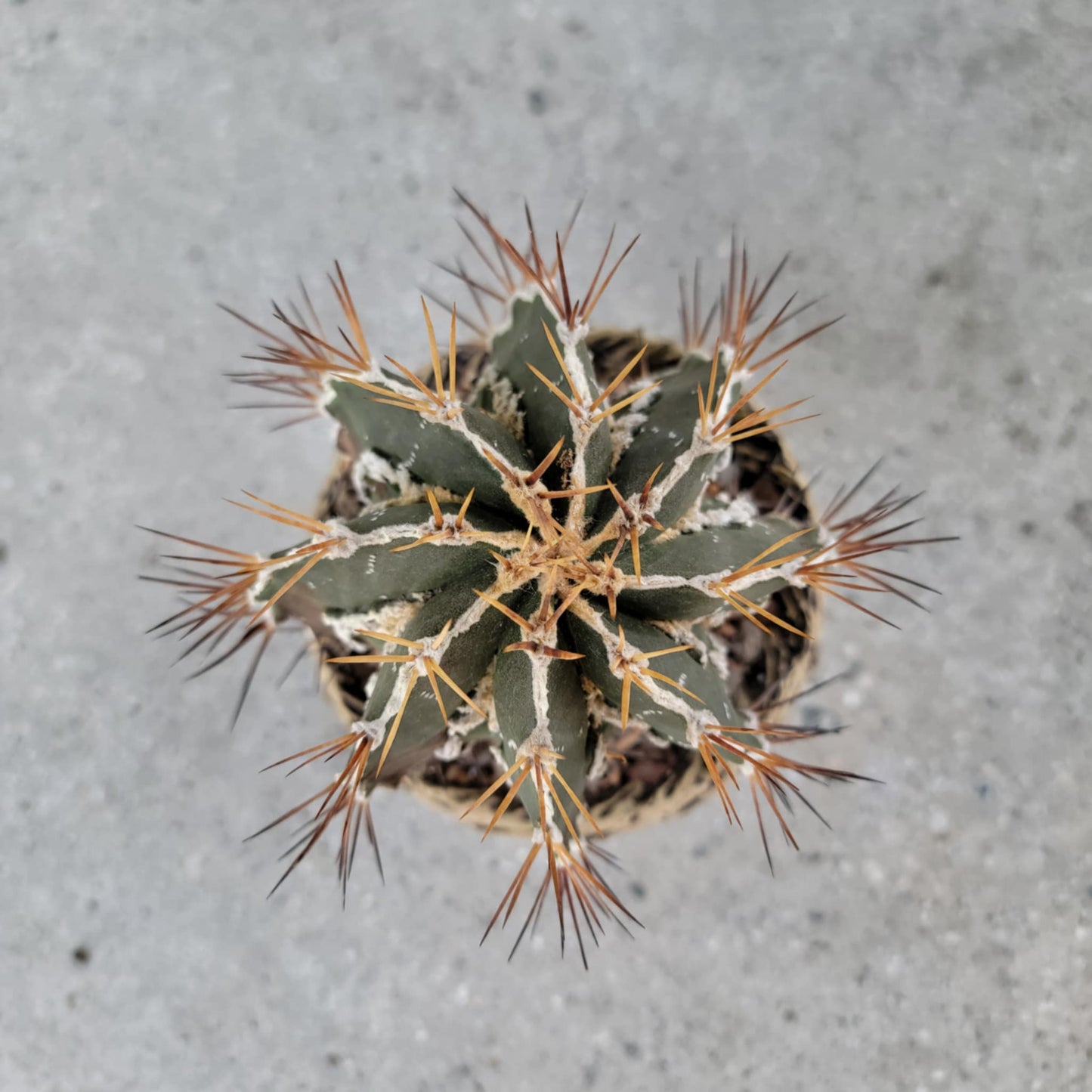 Astrophytum ornatum cv. Fukuryu Hania