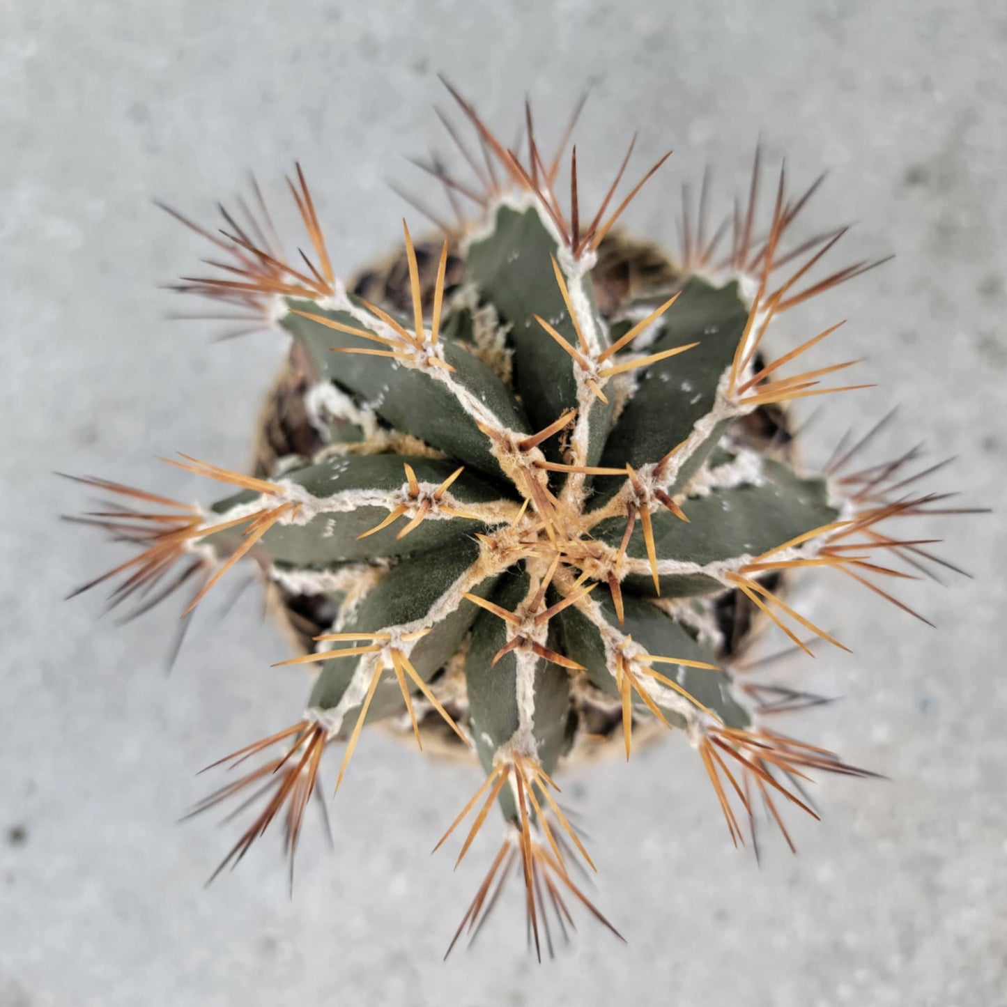 Astrophytum ornatum cv. Fukuryu Hania