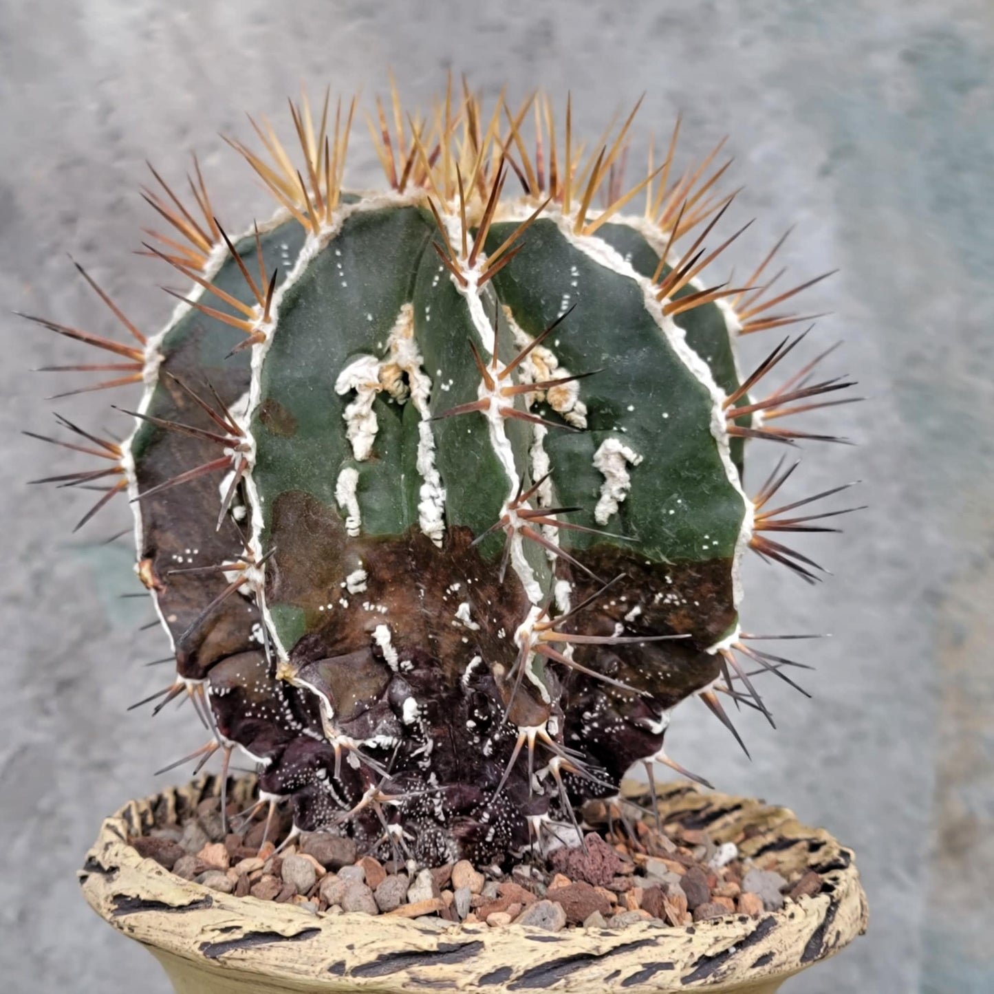 Astrophytum ornatum cv. Fukuryu Hania