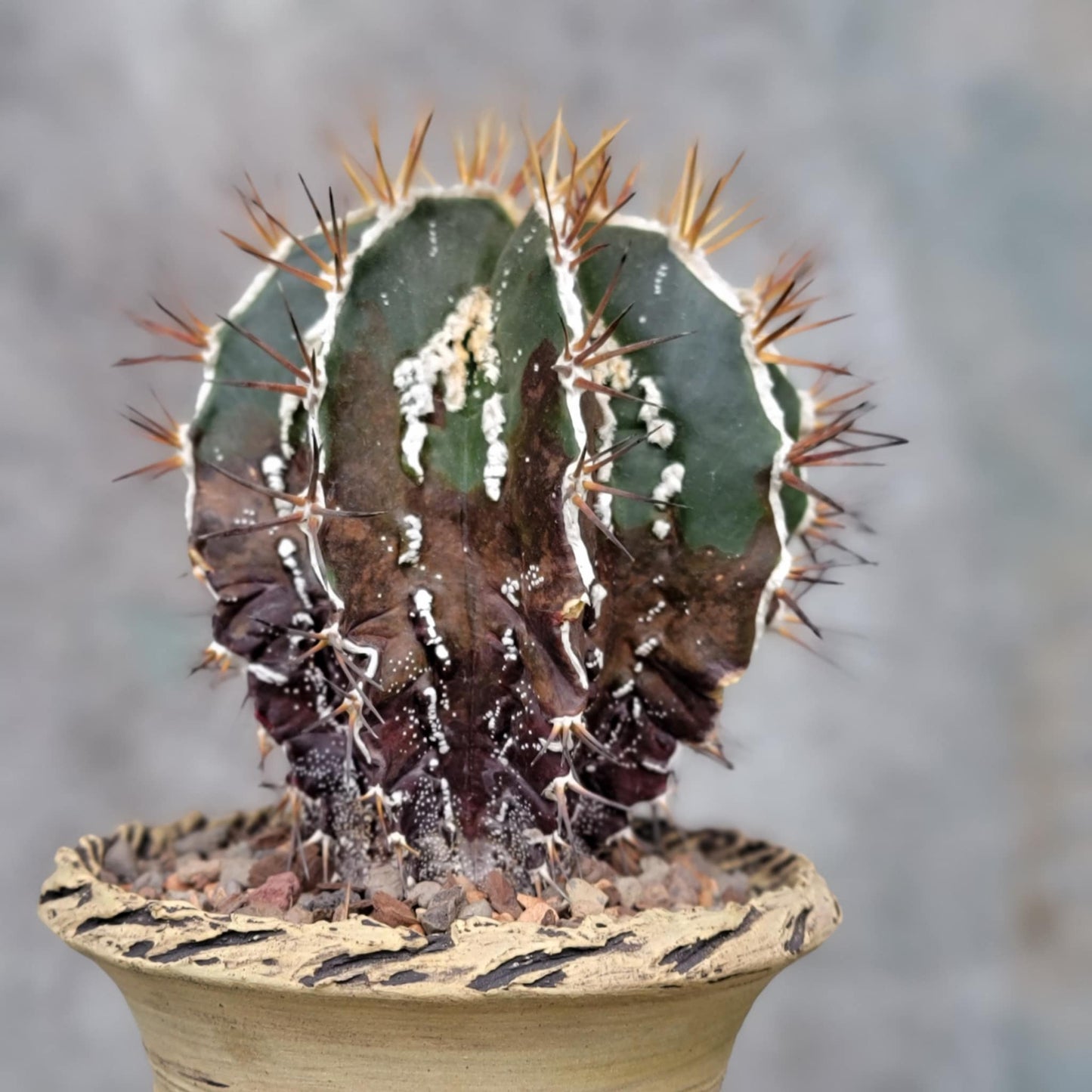 Astrophytum ornatum cv. Fukuryu Hania