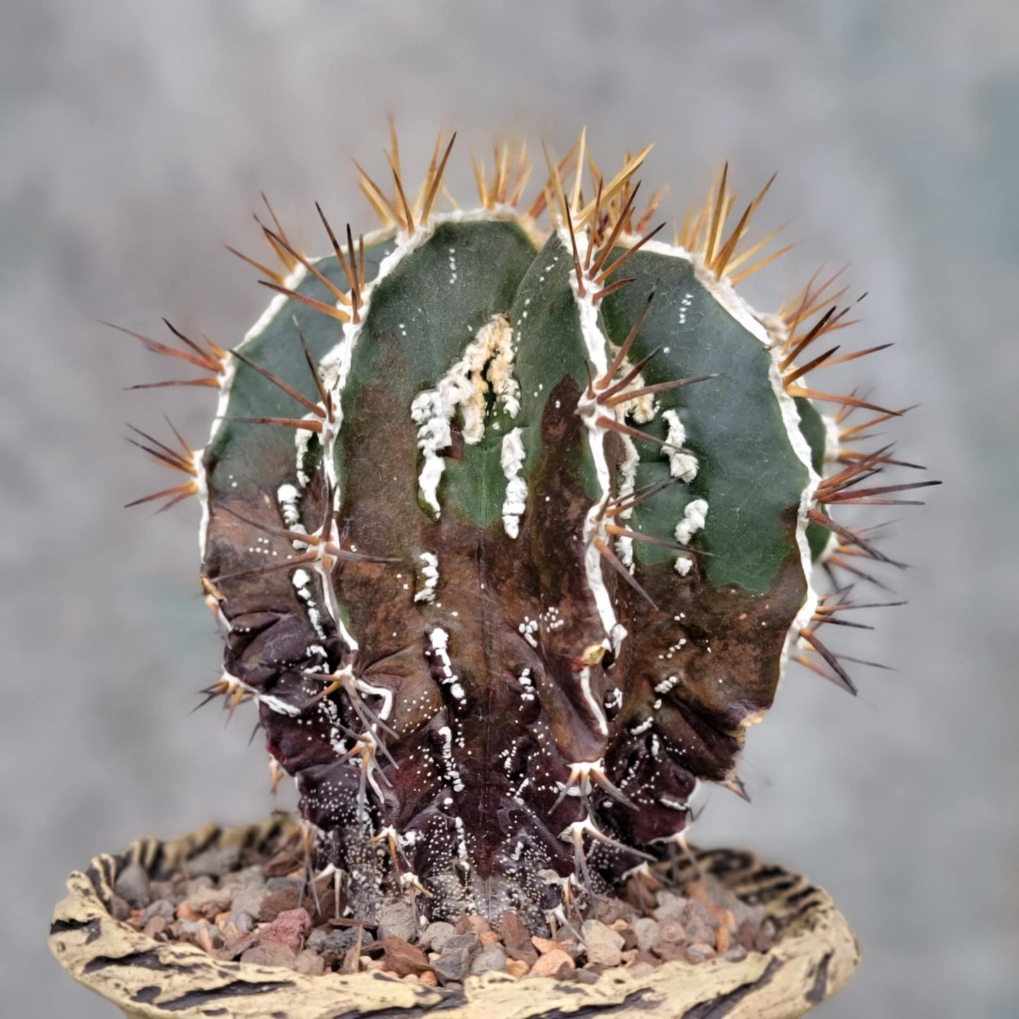 Astrophytum ornatum cv. Fukuryu Hania