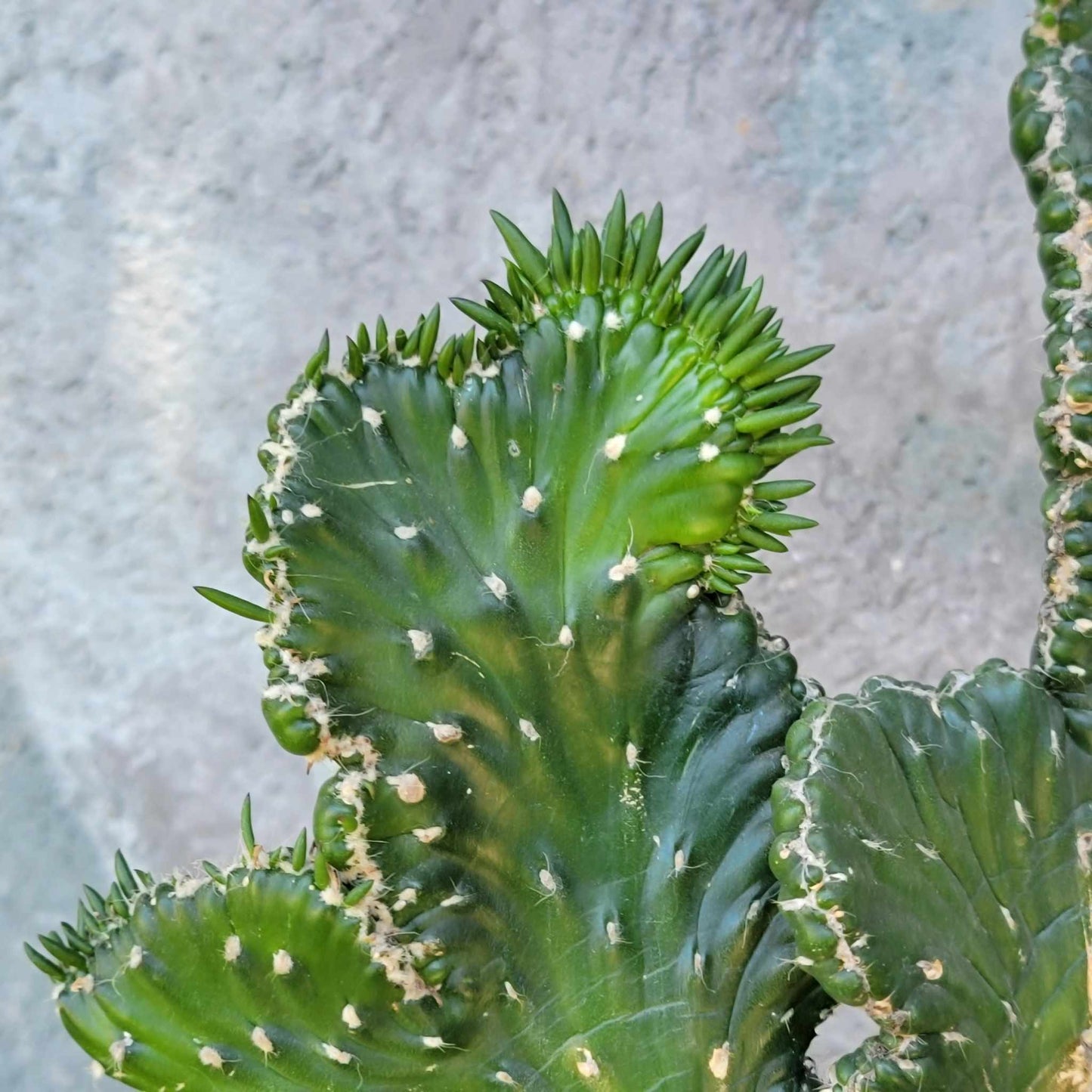 Austrocylindropuntia subulata cristata – Crested Eve's Needle