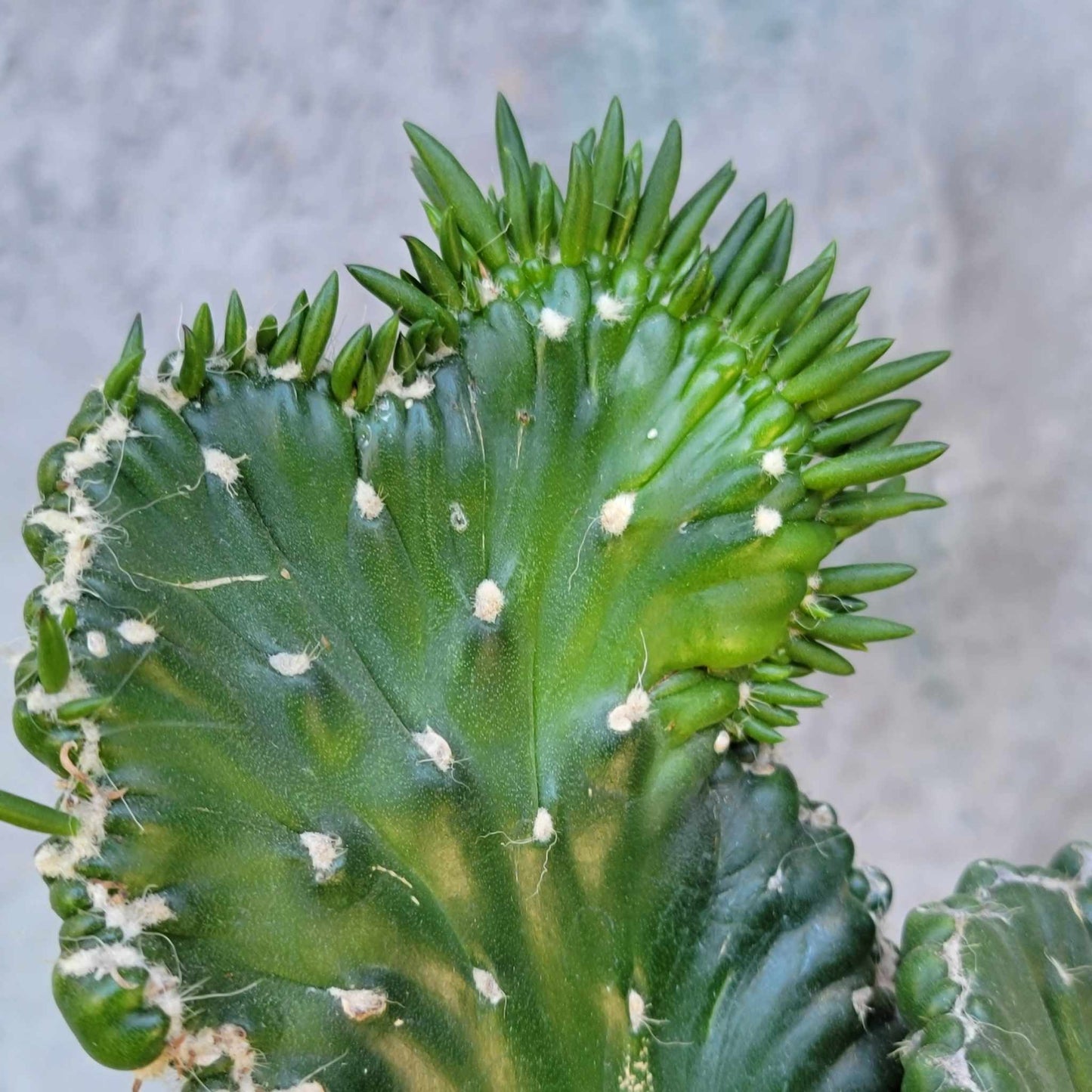 Austrocylindropuntia subulata cristata – Crested Eve's Needle