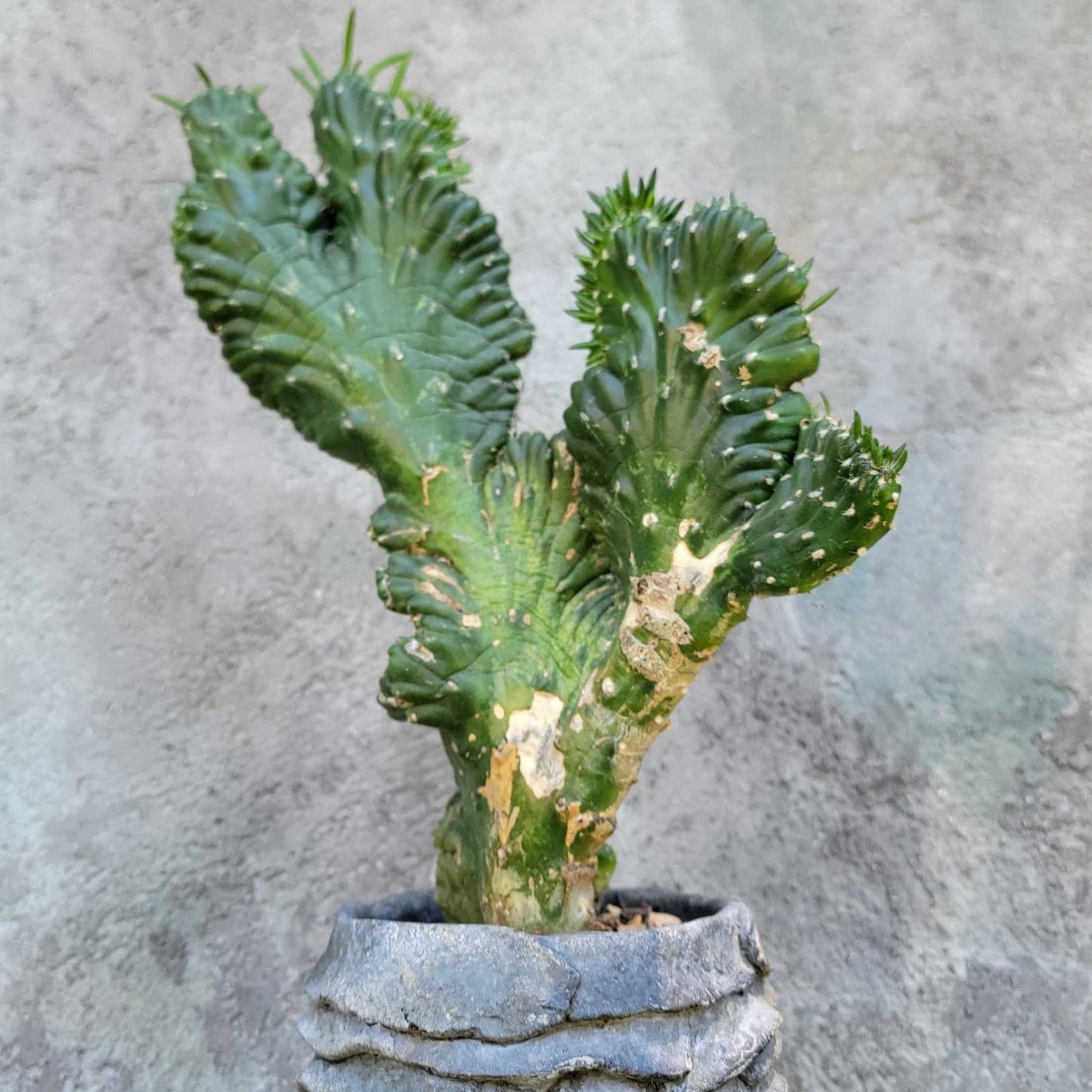 Austrocylindropuntia subulata cristata – Crested Eve's Needle