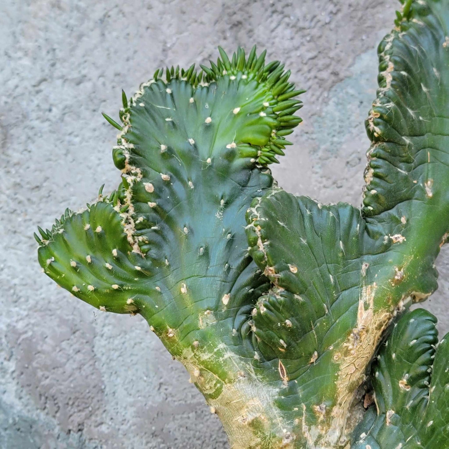 Austrocylindropuntia subulata cristata – Crested Eve's Needle