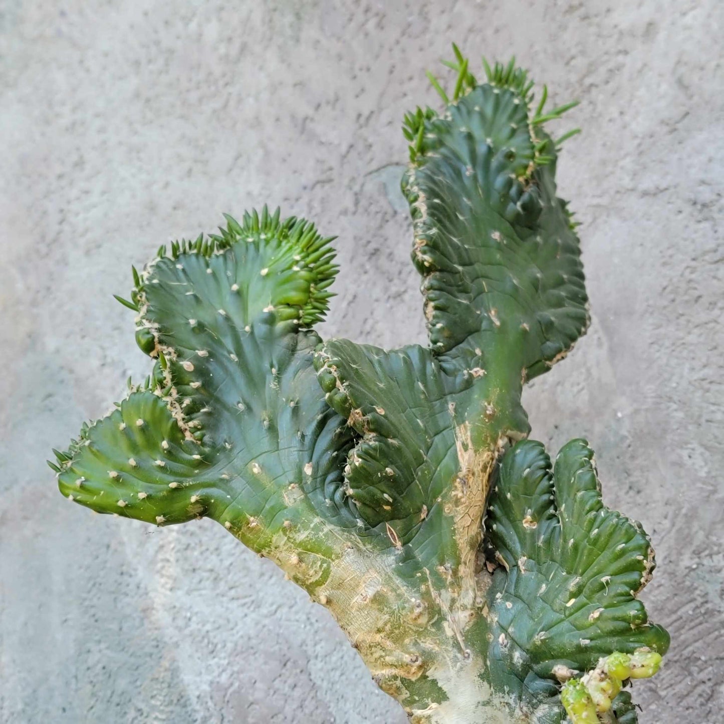 Austrocylindropuntia subulata cristata – Crested Eve's Needle