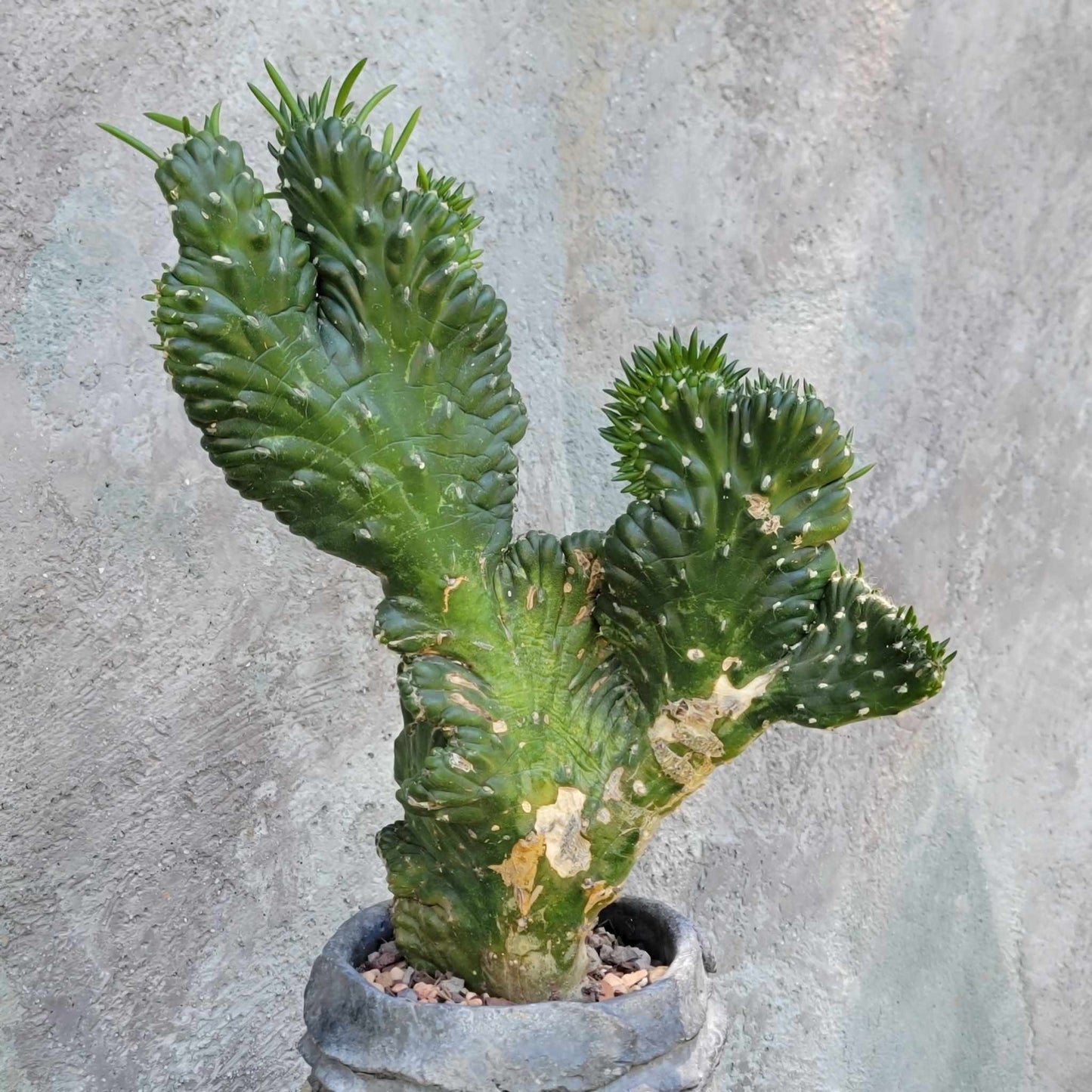 Austrocylindropuntia subulata cristata – Crested Eve's Needle