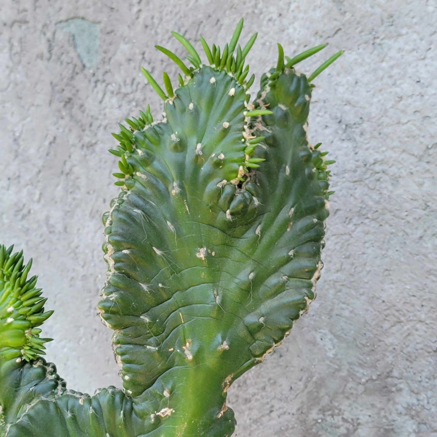 Austrocylindropuntia subulata cristata – Crested Eve's Needle