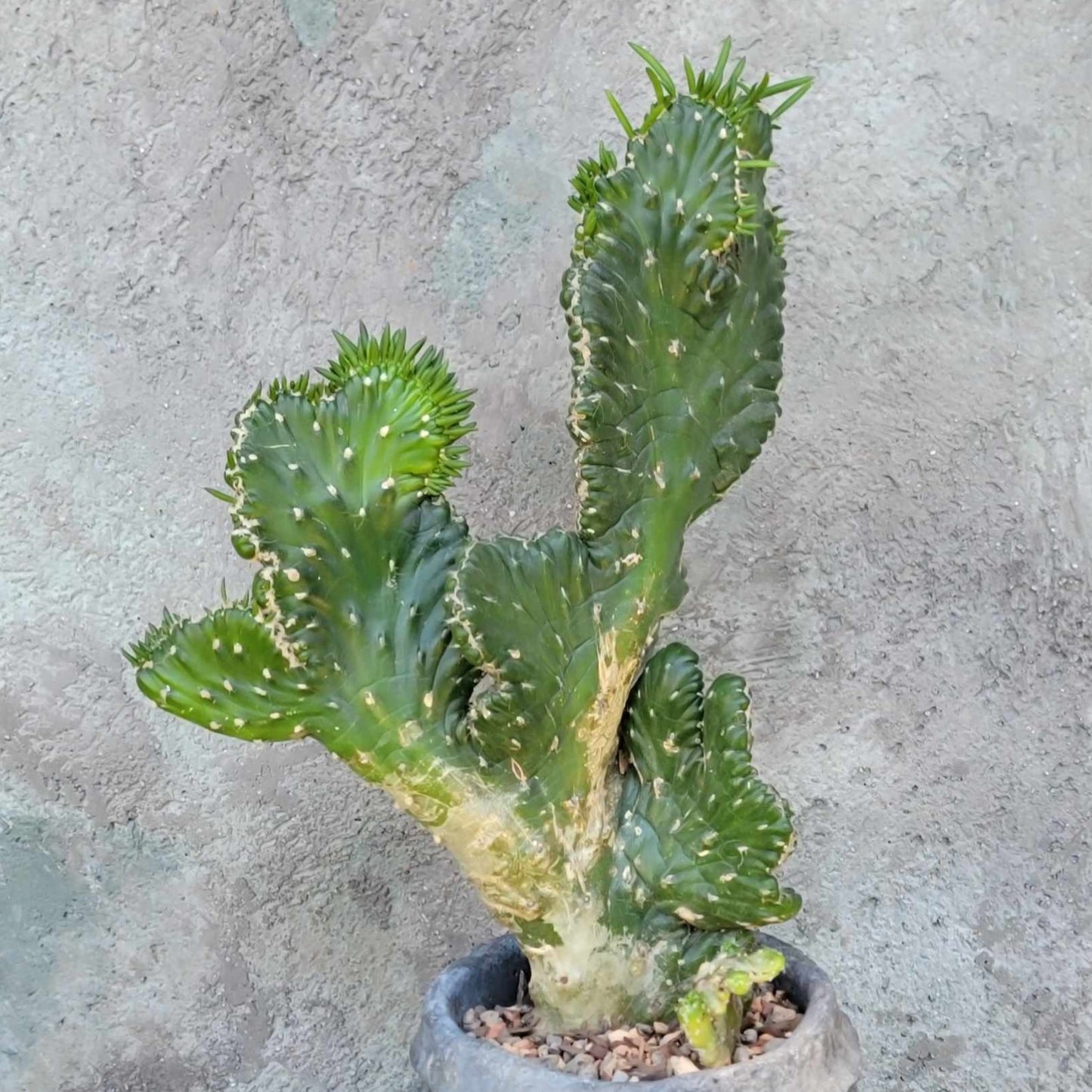 Austrocylindropuntia subulata cristata – Crested Eve's Needle