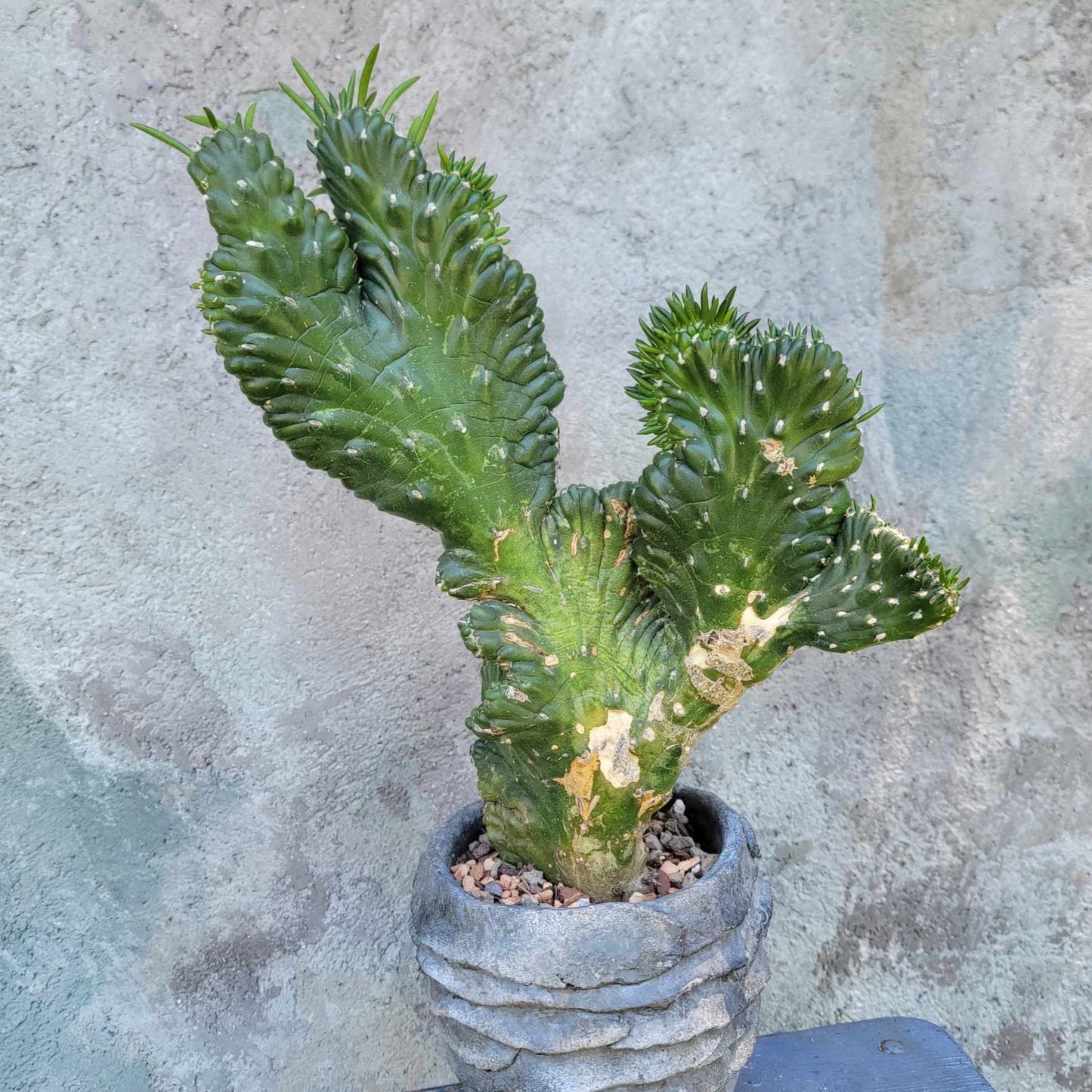 Austrocylindropuntia subulata cristata – Crested Eve's Needle