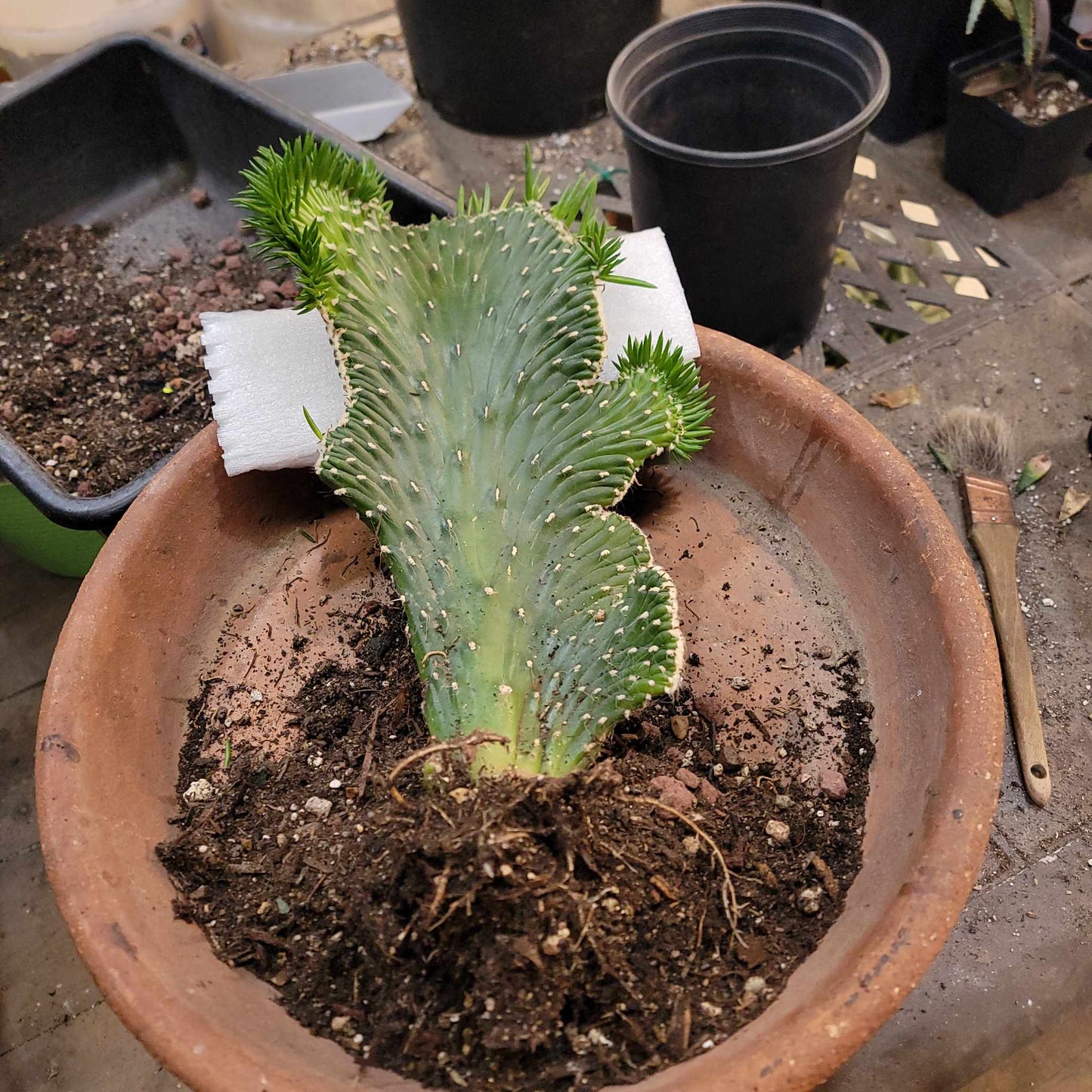 Austrocylindropuntia subulata cristata – Crested Eve's Needle