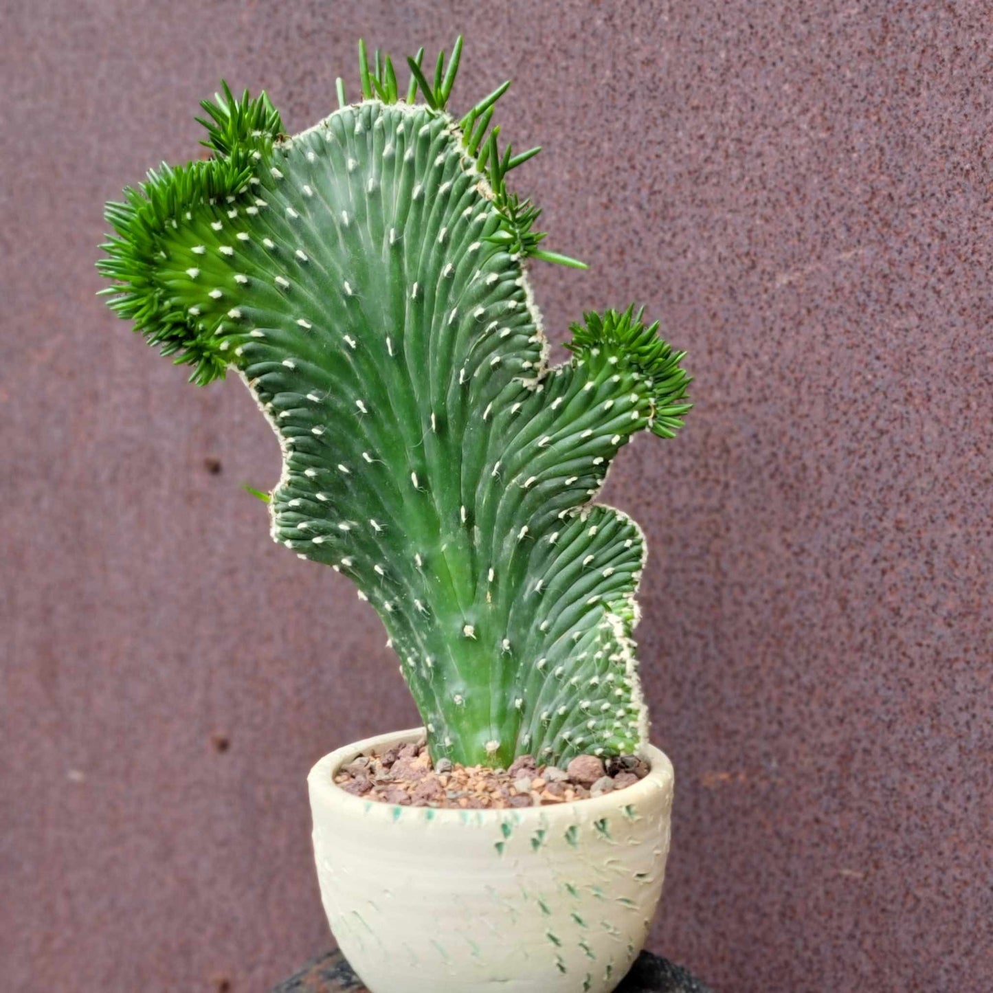 Austrocylindropuntia subulata cristata – Crested Eve's Needle