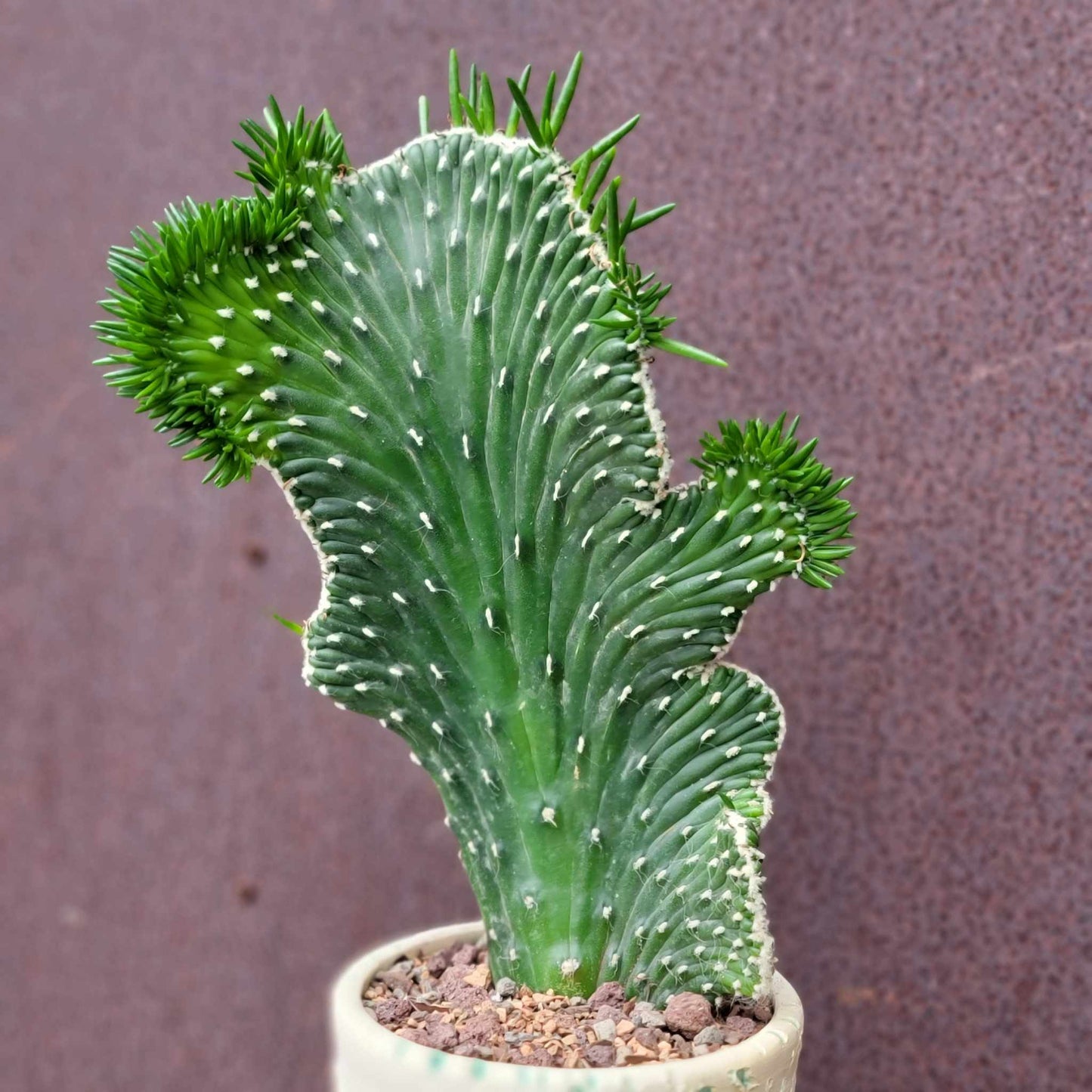 Austrocylindropuntia subulata cristata – Crested Eve's Needle