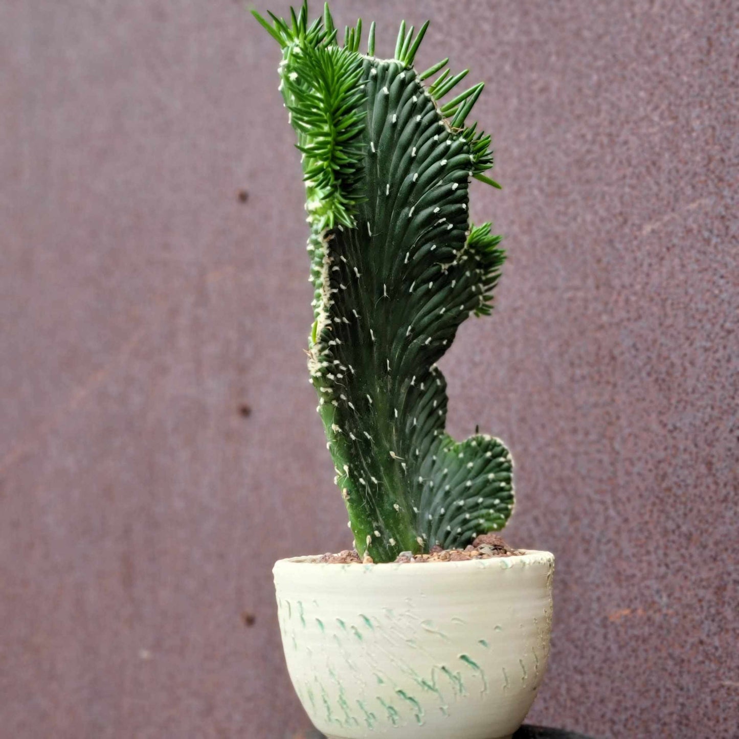 Austrocylindropuntia subulata cristata – Crested Eve's Needle
