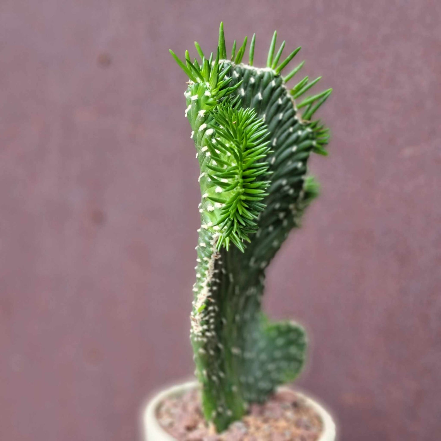 Austrocylindropuntia subulata cristata – Crested Eve's Needle