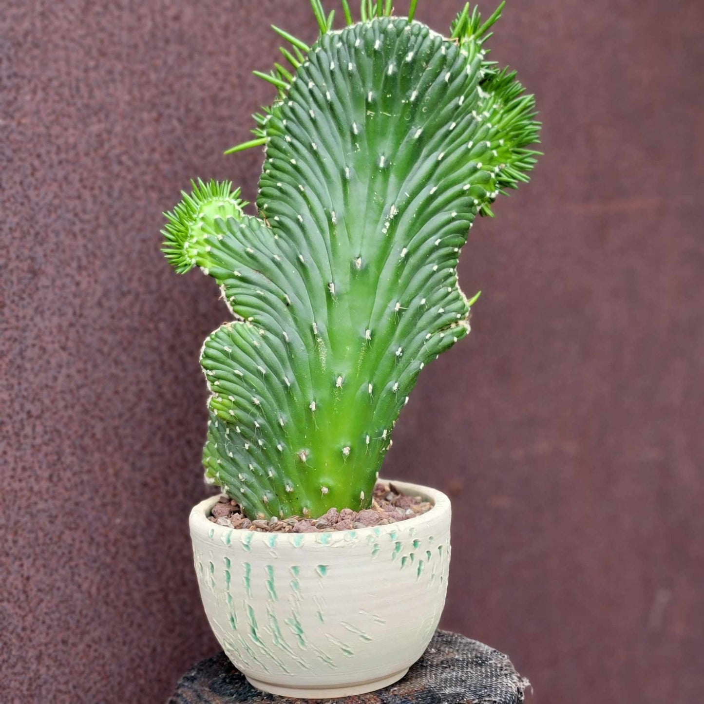 Austrocylindropuntia subulata cristata – Crested Eve's Needle