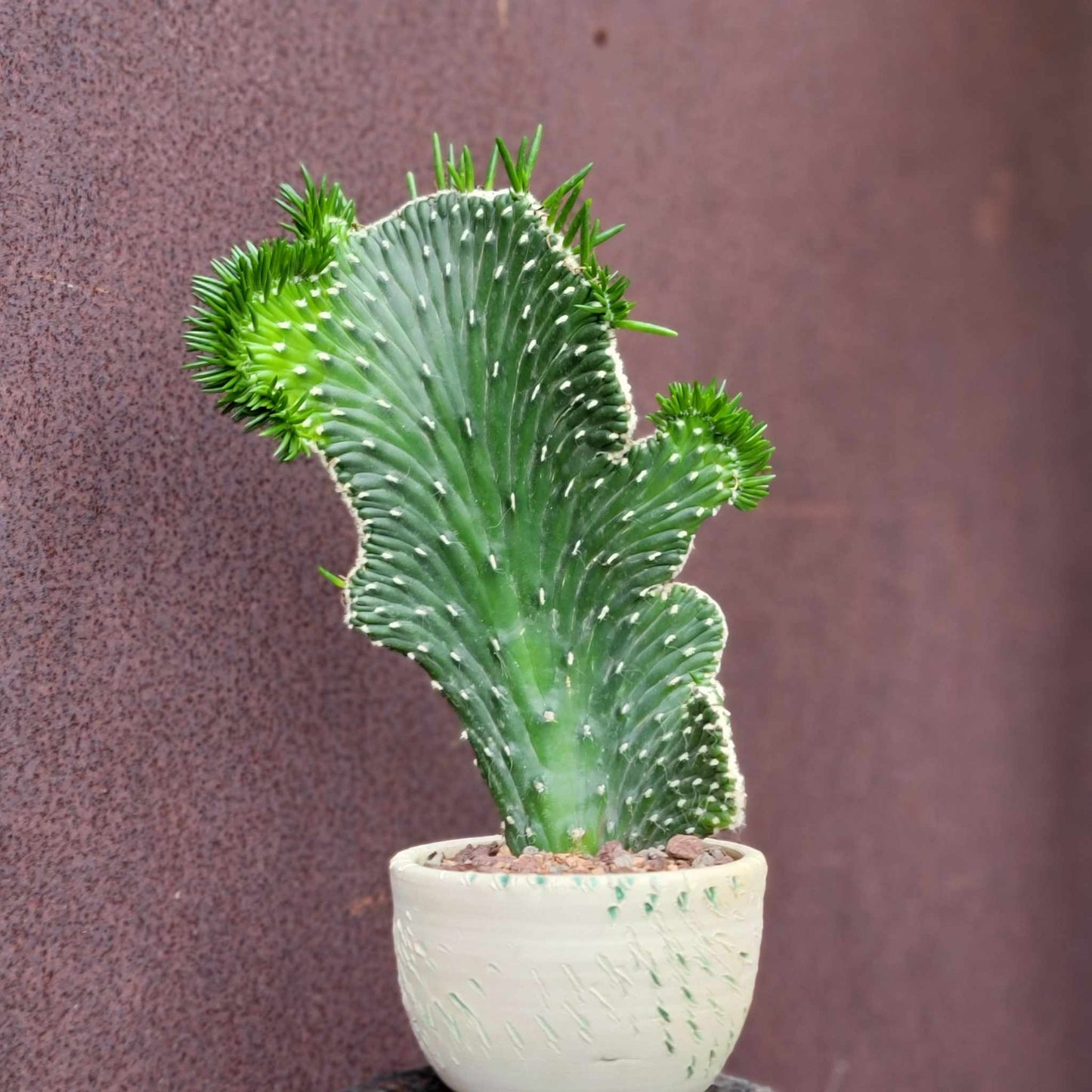 Austrocylindropuntia subulata cristata – Crested Eve's Needle
