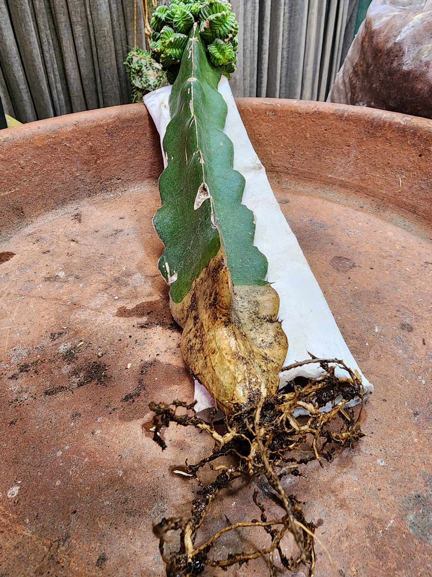 Aztekium Valdezii
