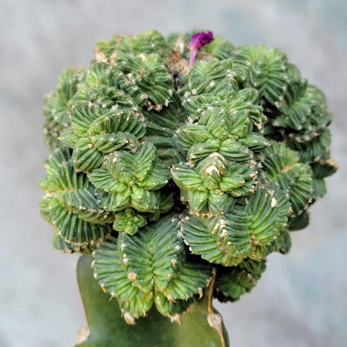 Aztekium Valdezii