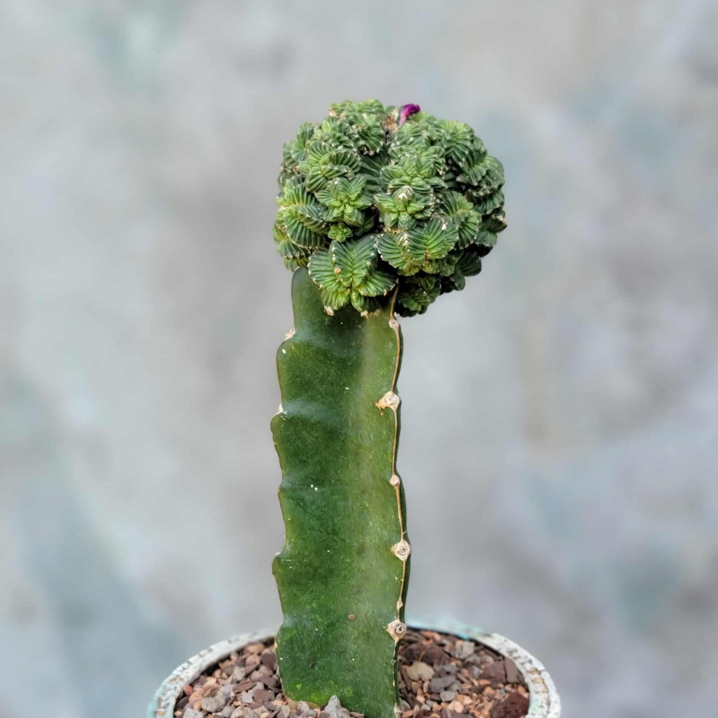 Aztekium Valdezii