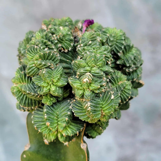 Aztekium Valdezii