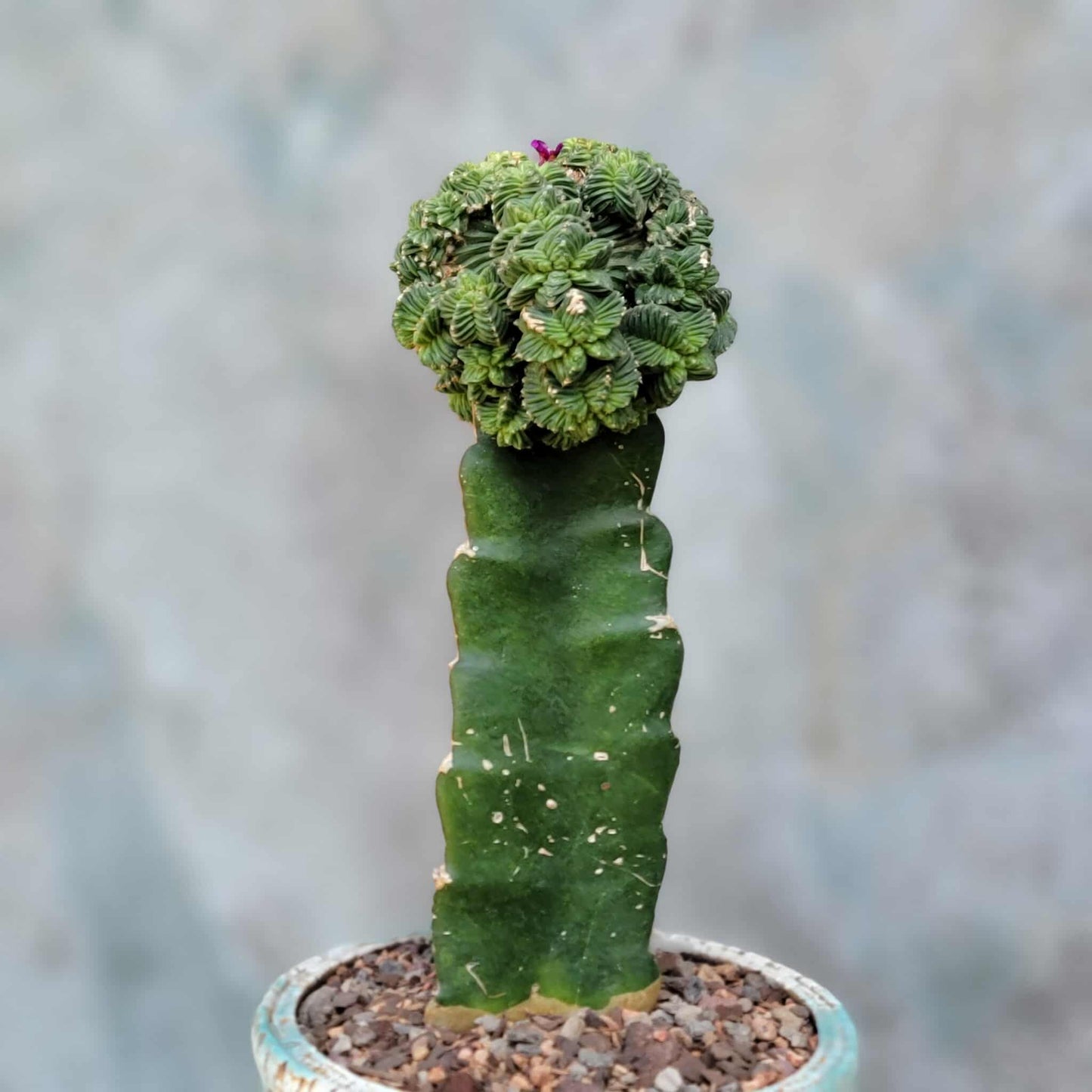 Aztekium Valdezii