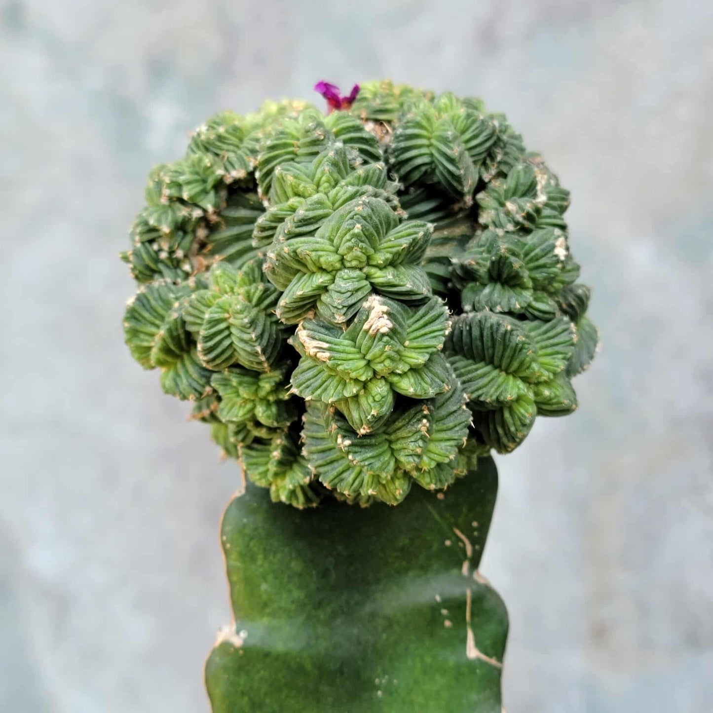 Aztekium Valdezii