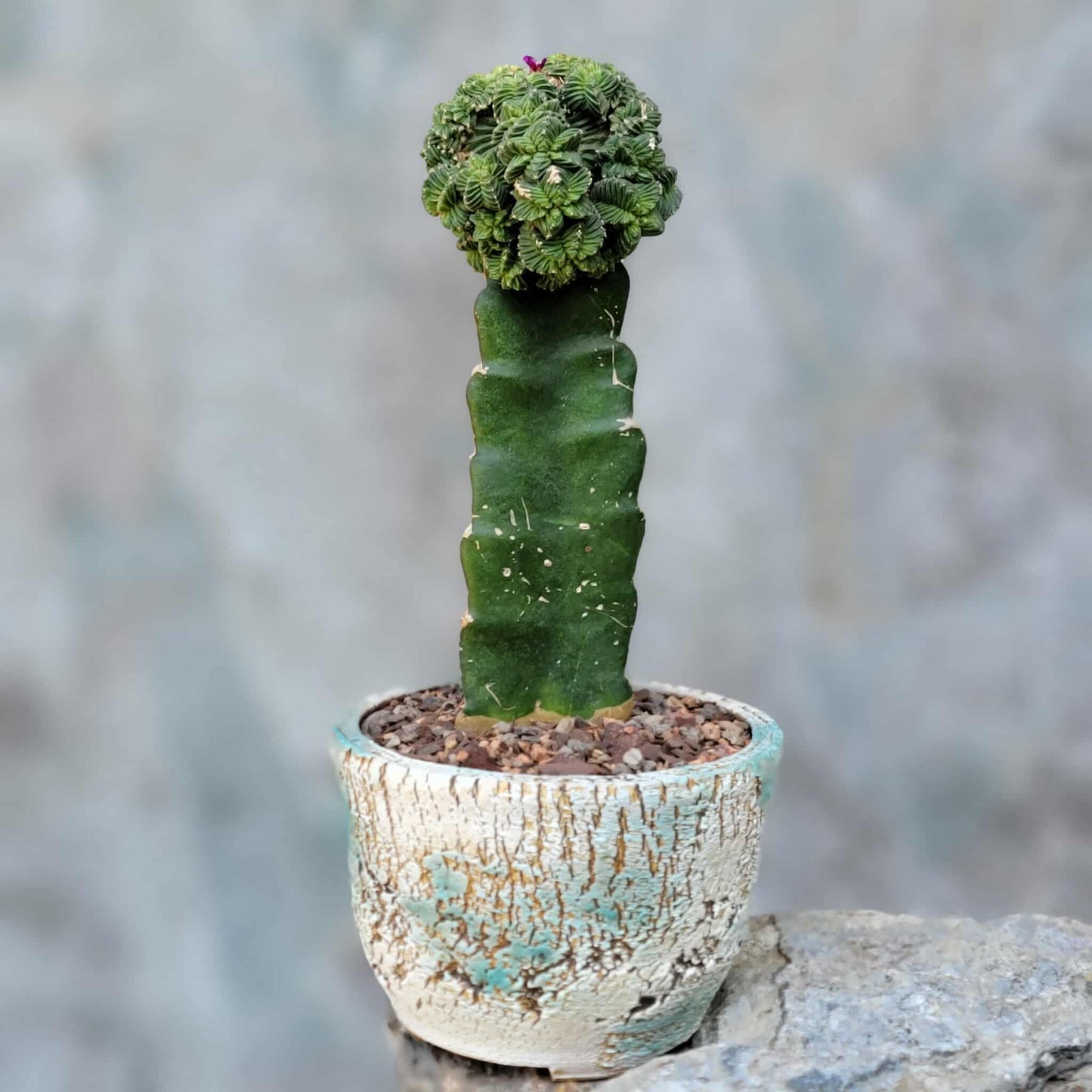 Aztekium Valdezii